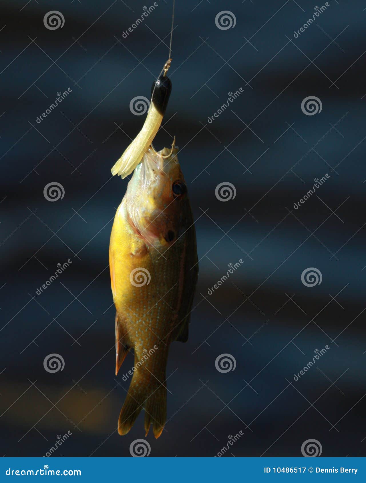 Tiny fish stock image. Image of fish, fishing, tiny, perch - 10486517