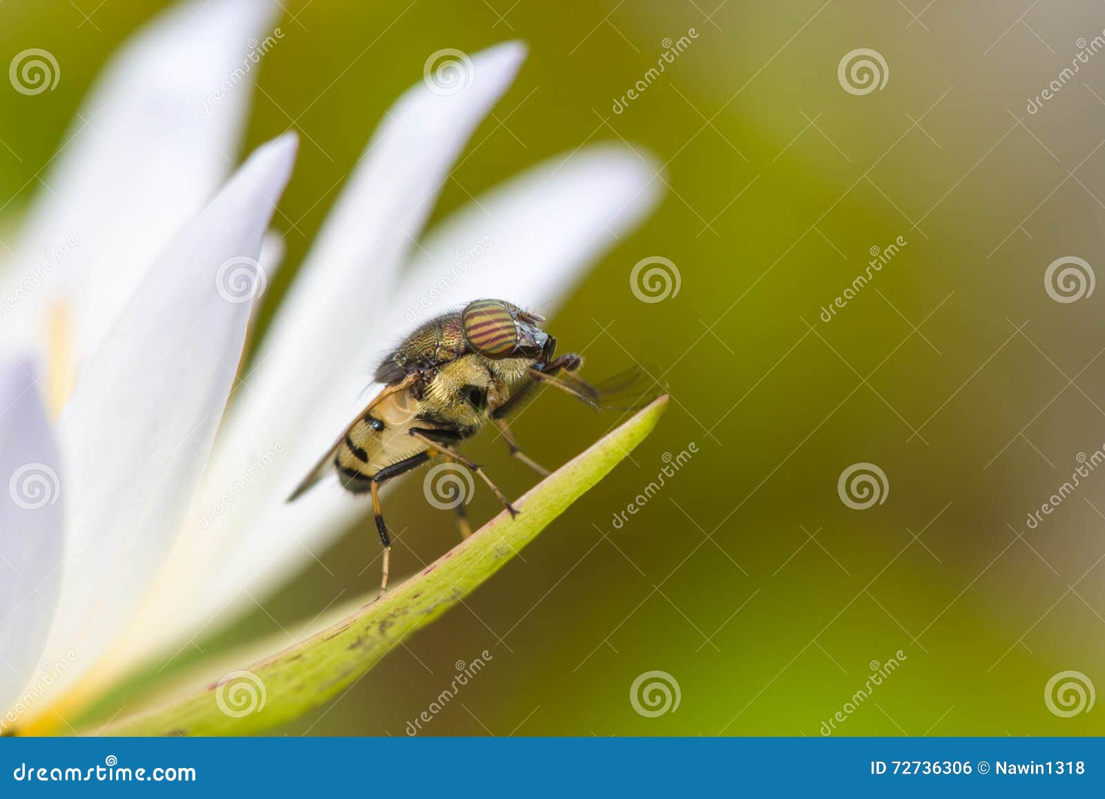 Tiny Flies on Lotus Flower(Drosophila Melanogaster) Stock Photo Image