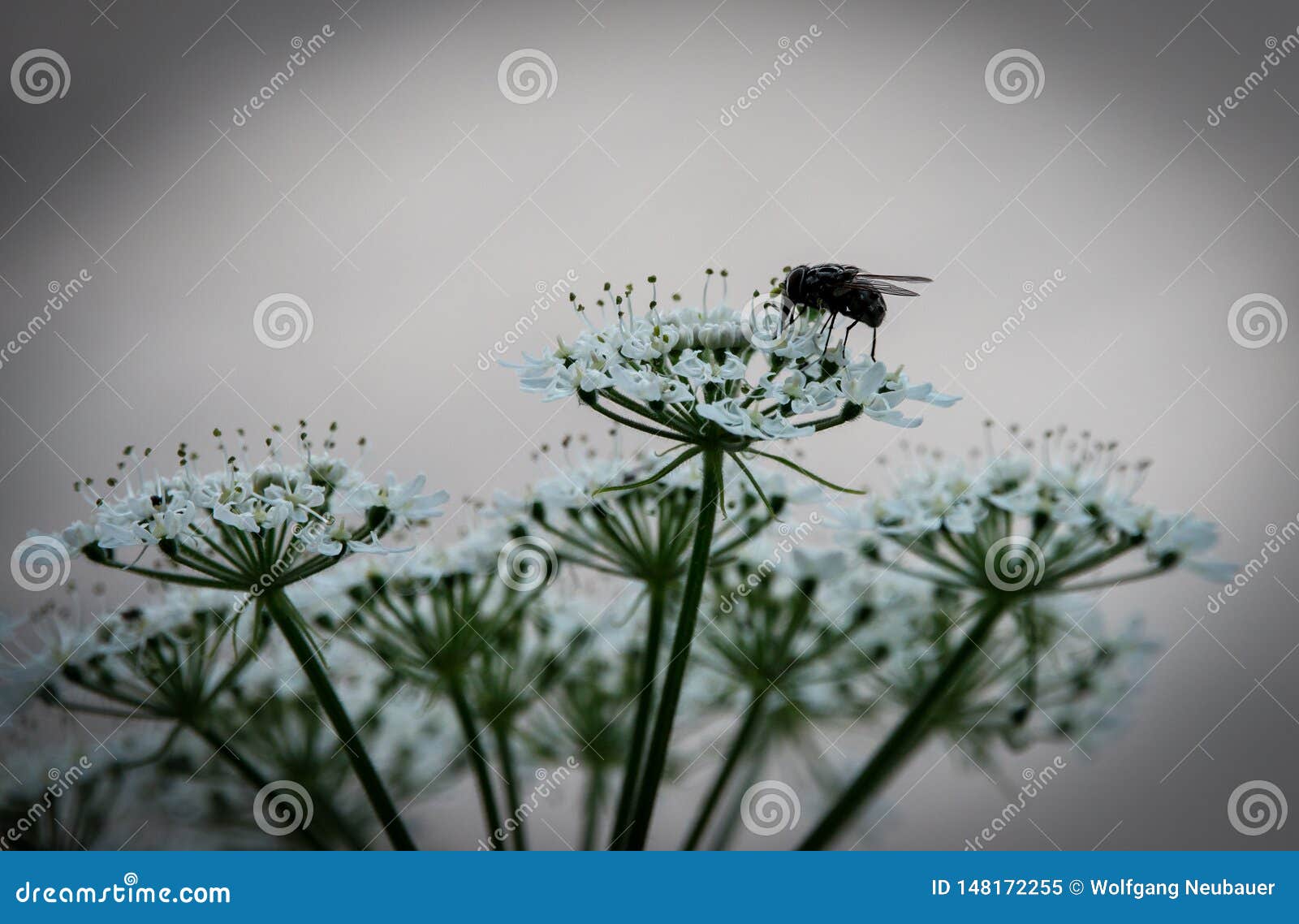 Tiny Fly on a Blossom Plant with Huge Depth of Field Stock Image