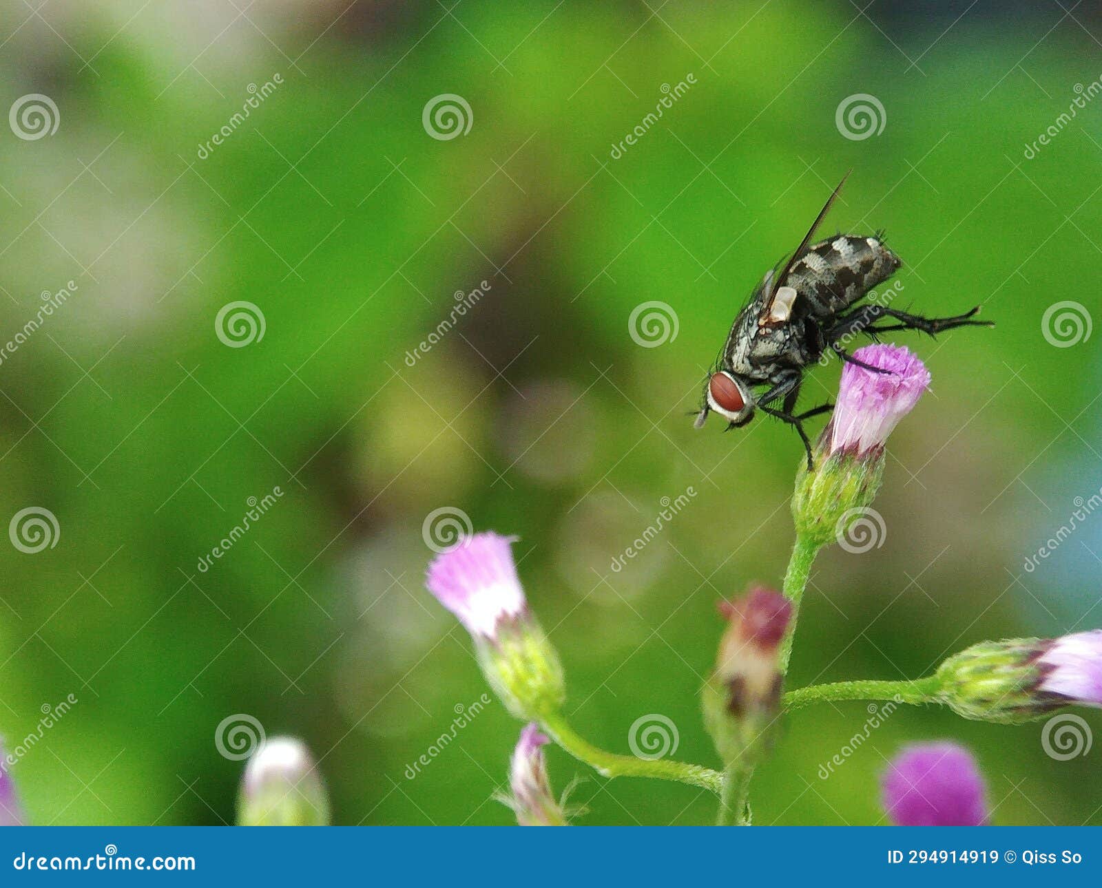 The Tiny Fly on the Flowers Stock Image Image of petal, flower 294914919
