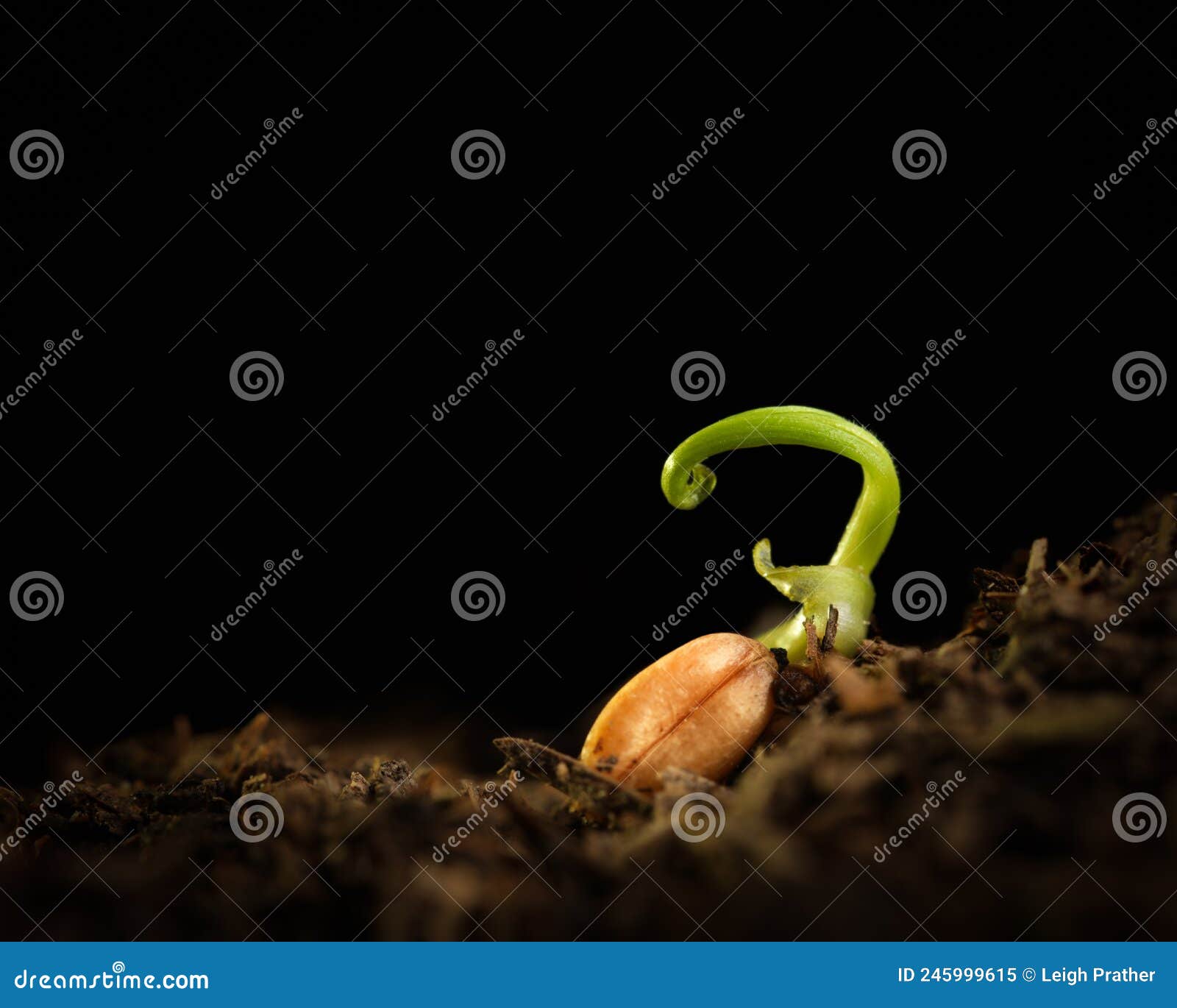 tiny fragile seedling with fresh new growth in dirt with blank black copy space for text