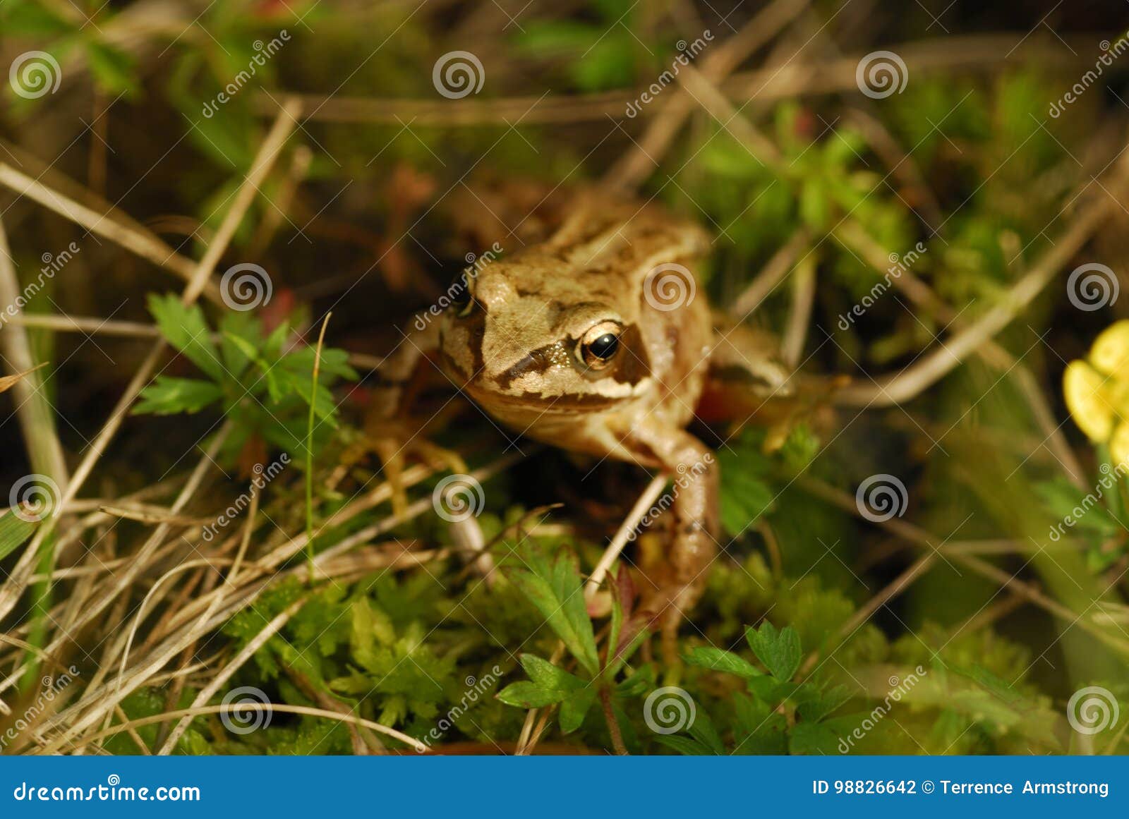 Tiny frog stock photo. Image of amphibian, hiding, nature - 98826642