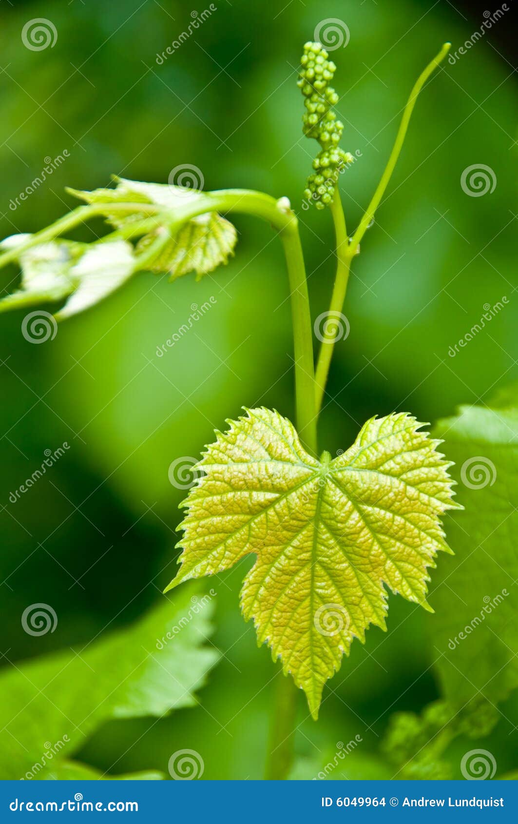 Tiny Grapes Growing on the Vine Stock Photo Image of alive, green