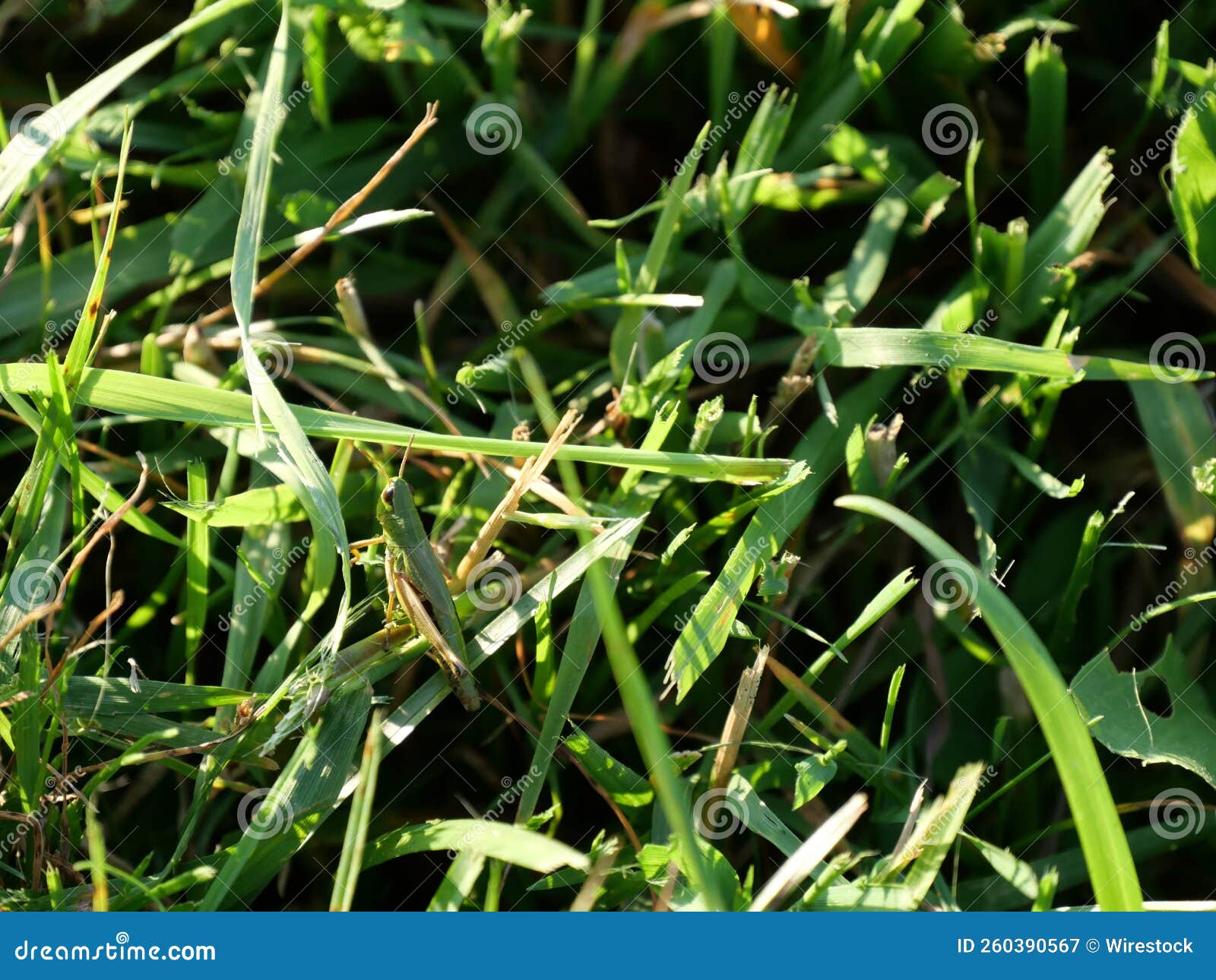 Tiny Hidden in the Green Grass, Camouflage Stock Image