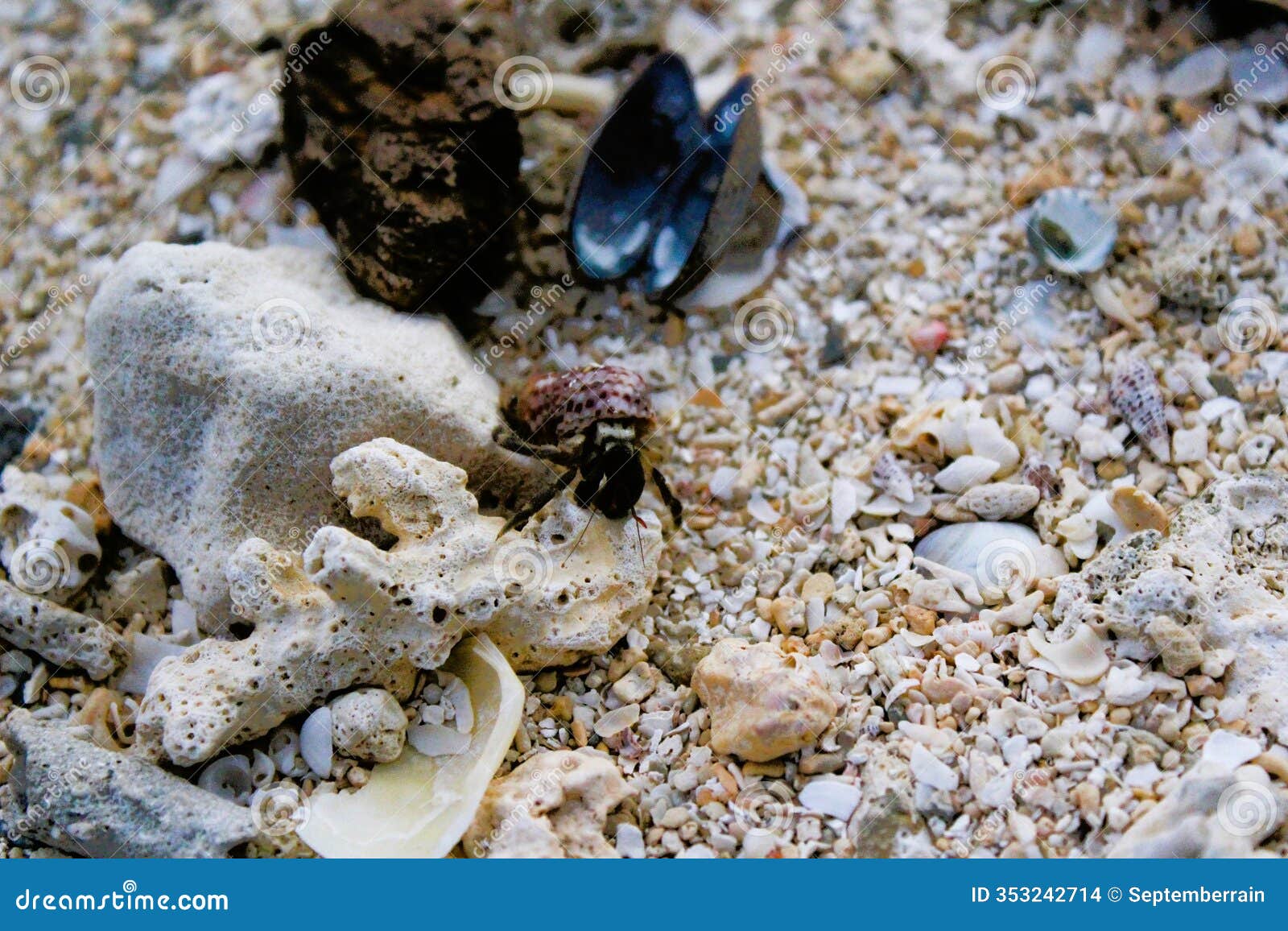 a tiny hermit crab in a shell on a rock