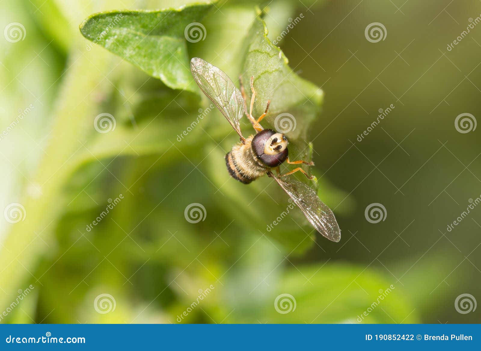 tiny hoverfly with wings outstretched on a leaf