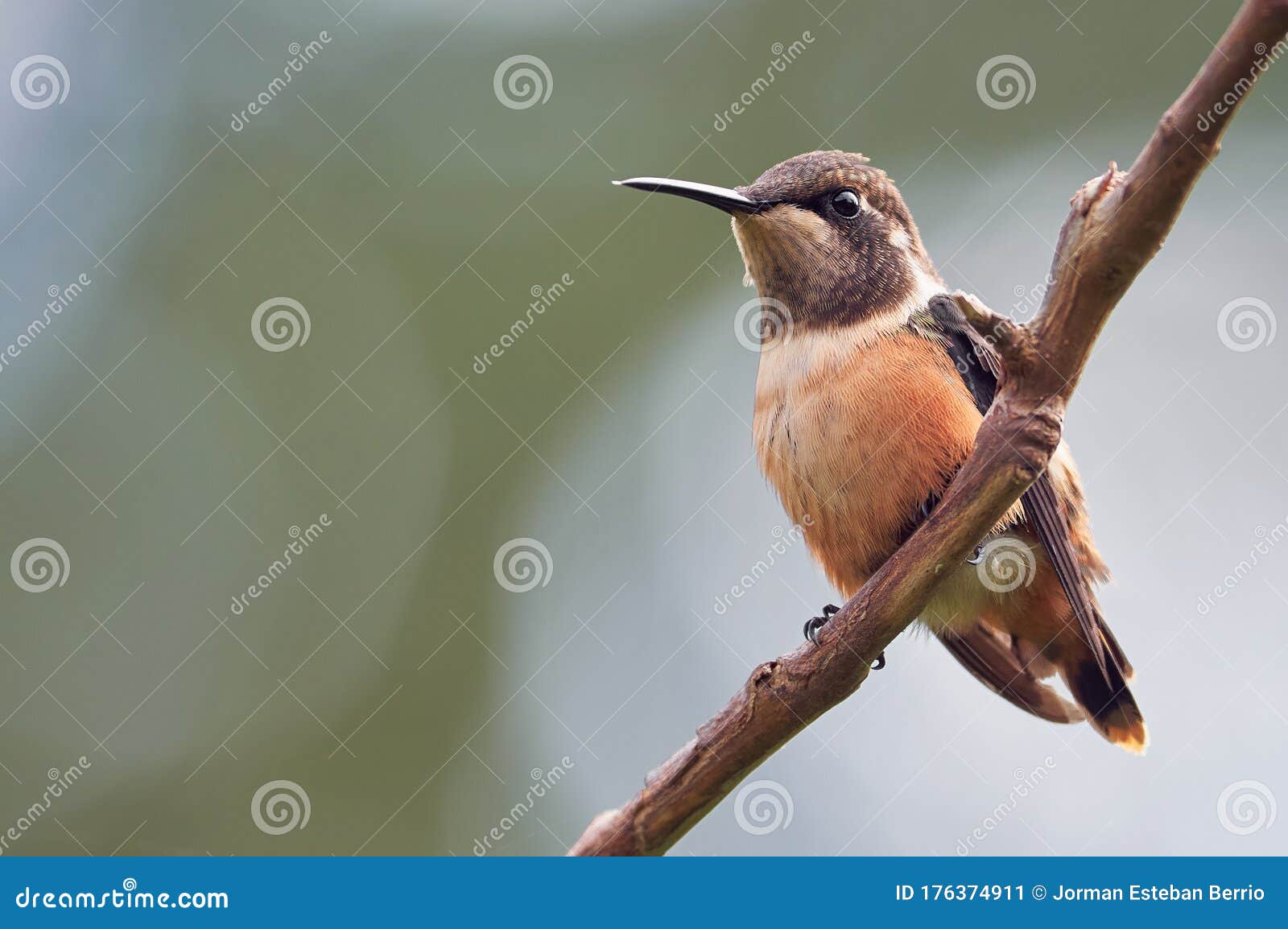 Tiny Hummingbird Perched on a Tree Branch Stock Image Image of