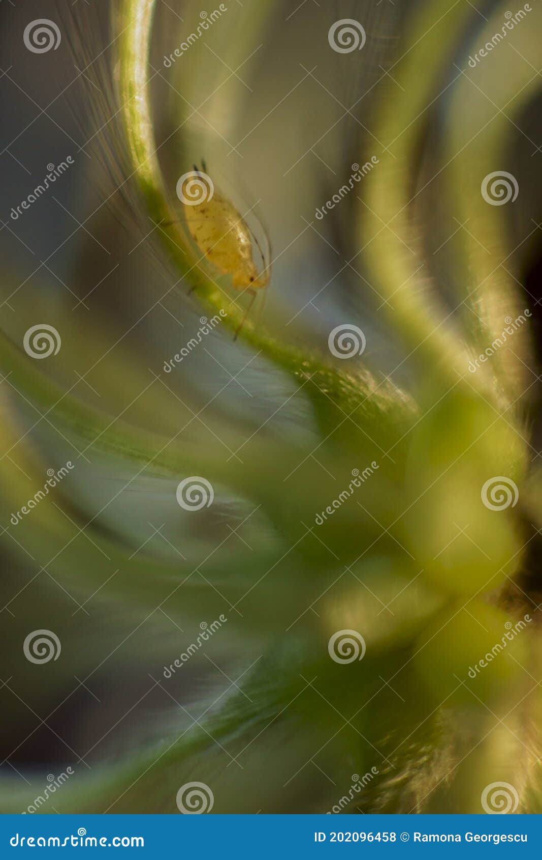 Insect on a Clematis Vitalba Flower Stock Photo Image of plant, wild
