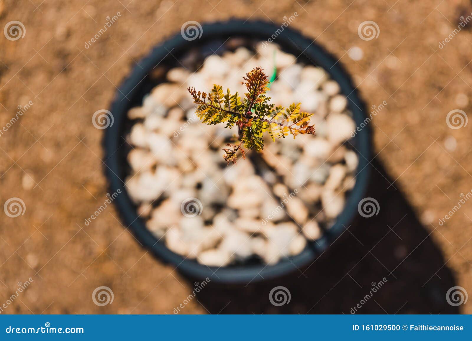 Jacaranda Tree Pot Stock Photos Free & RoyaltyFree Stock Photos from Dreamstime