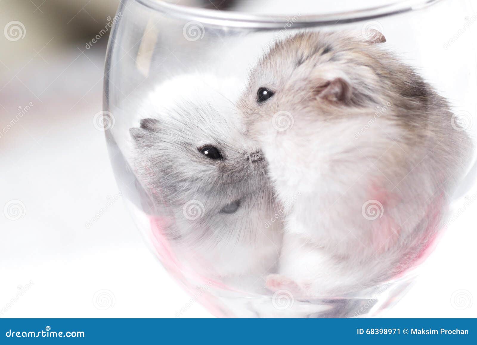 A Family Of Jungar Hamsters. Selling And Breeding Domestic Rodents. Pet