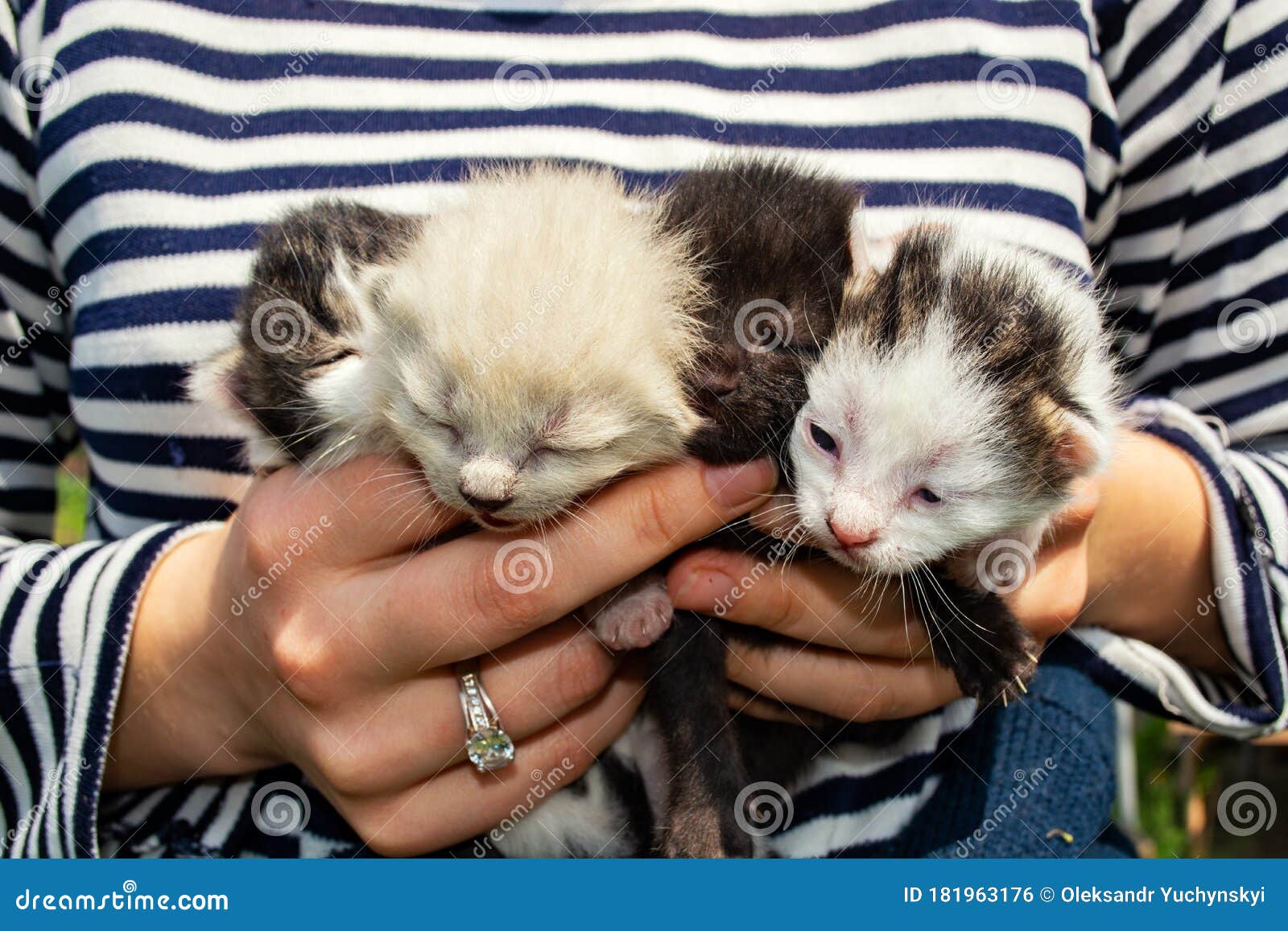 Tiny, Just Born, Blind Kittens in the Palms Stock Photo Image of
