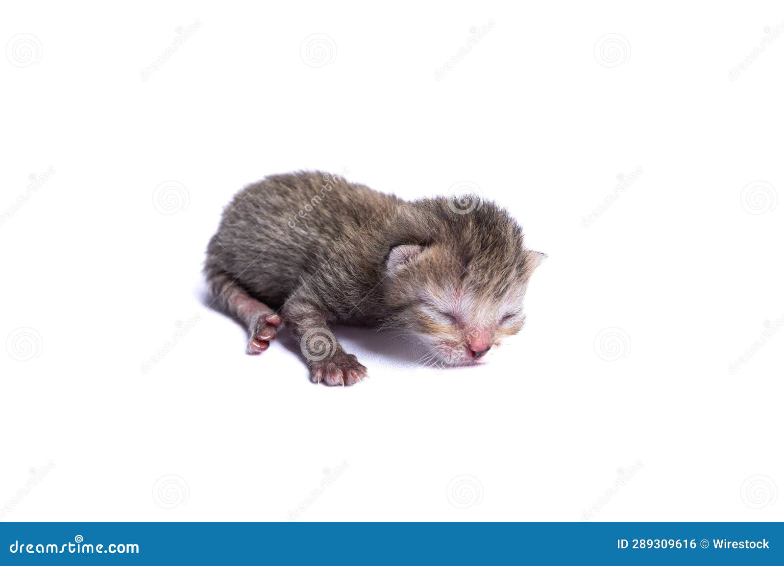 A Tiny Kitten Sleeping on the Ground with it S Eyes Closed Stock Photo