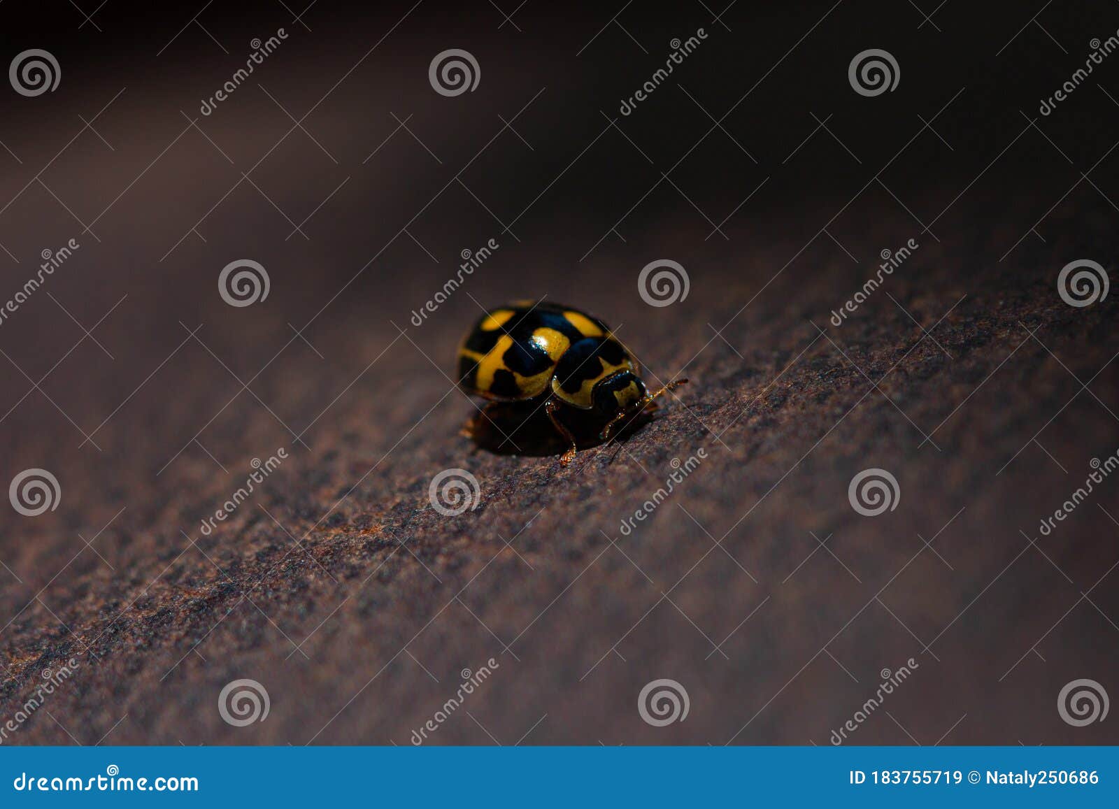 Tiny Ladybird Ladubug with Yellow Spots and Leather Background Macro