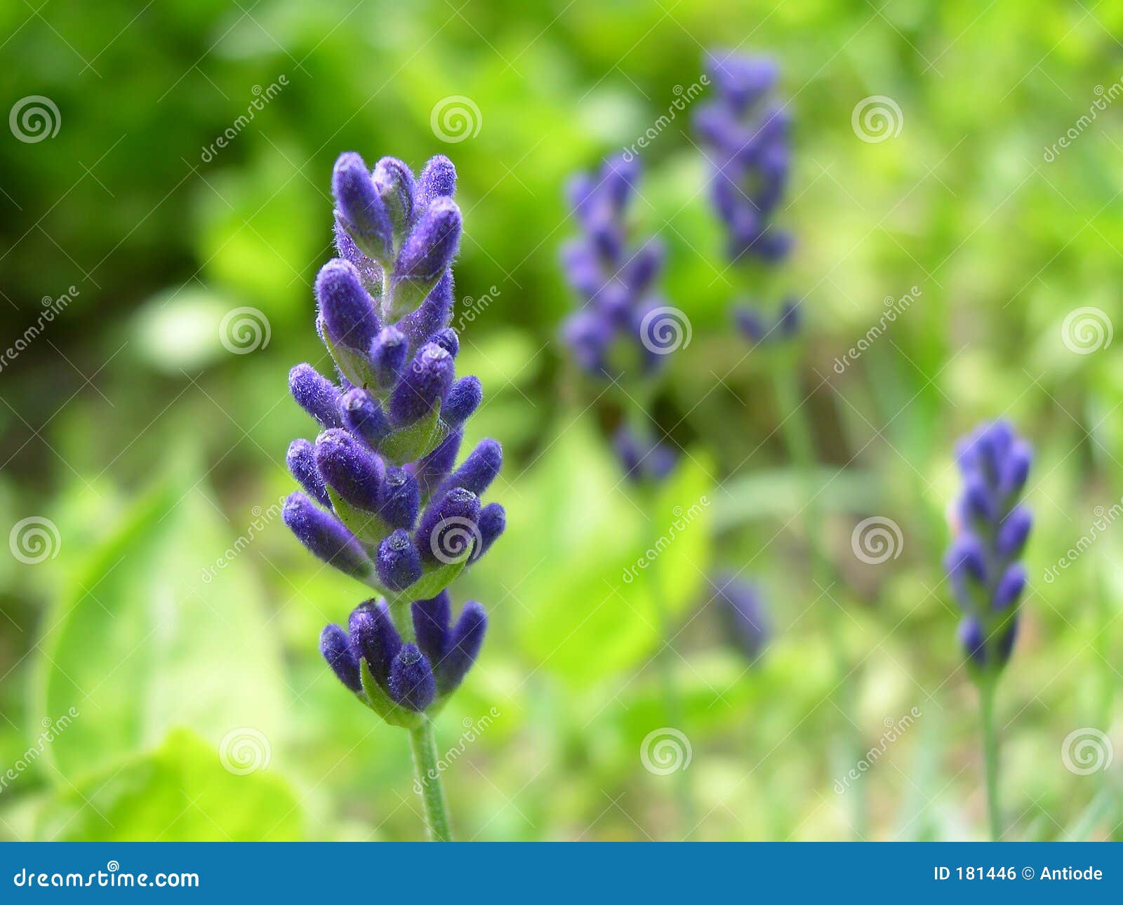 tiny lavender