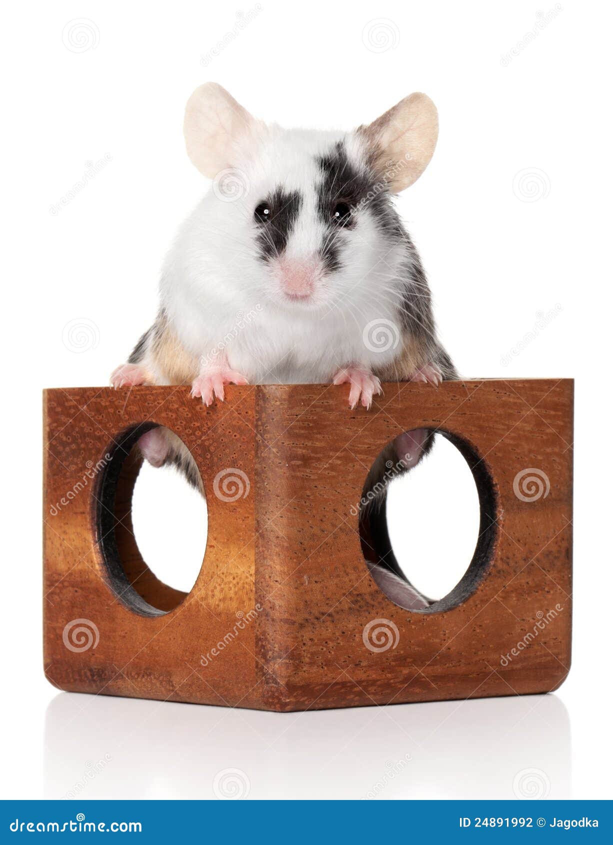 Tiny Mouse Sitting on a Wooden Toy Stock Photo Image of rodent, white