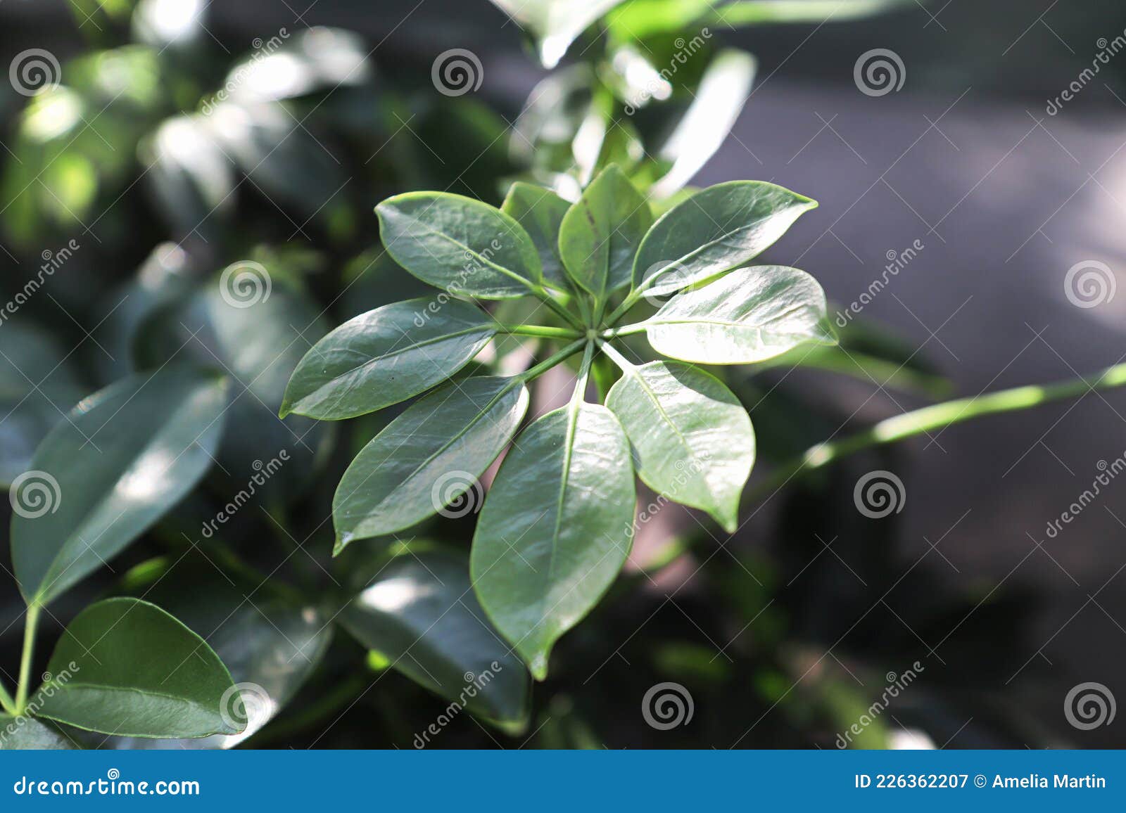 Tiny New Growth Leaves on a Dwarf Umbrella Tree Stock Image Image of