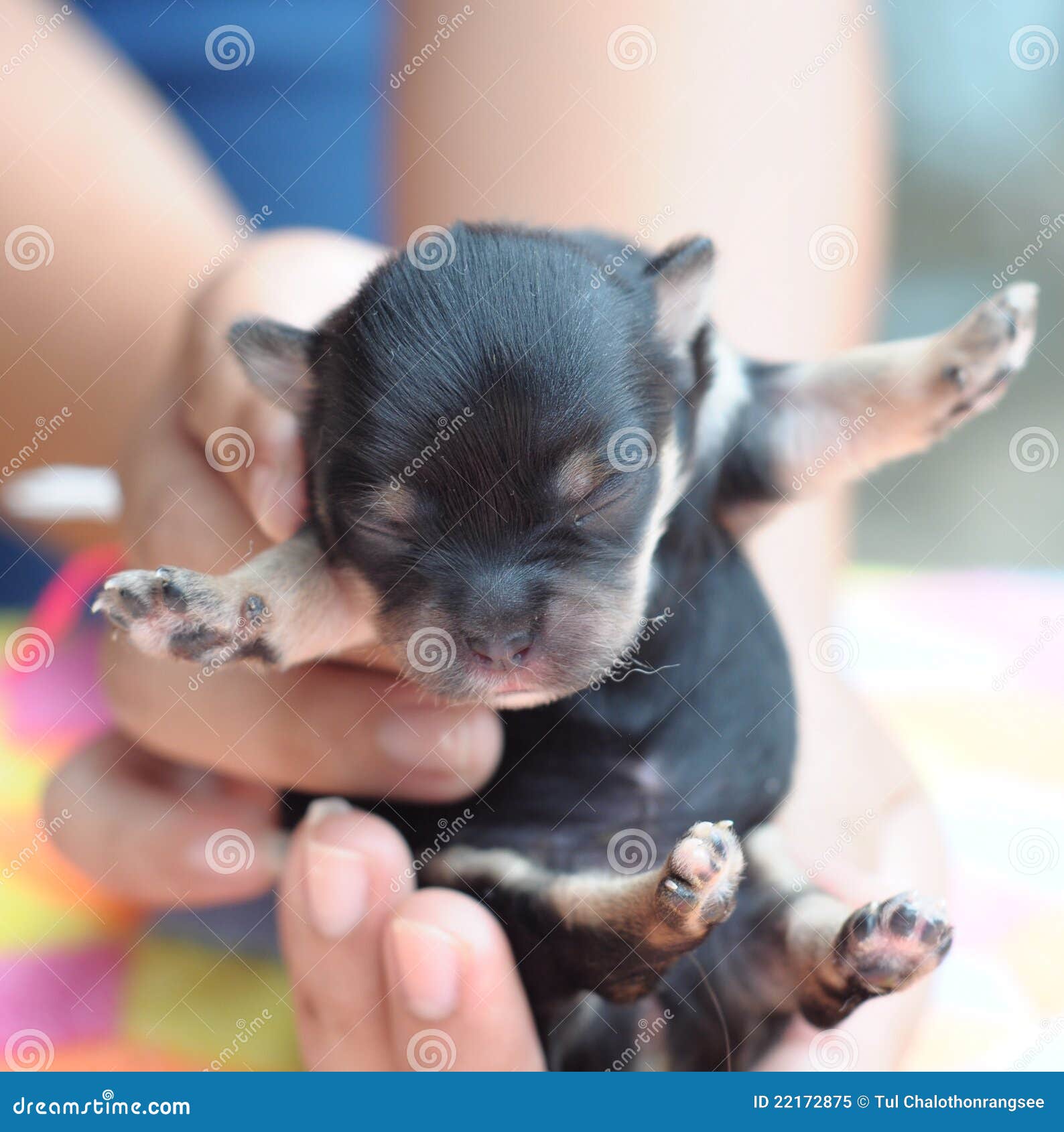 Tiny Newborn Black Chihuahua Being Held in Hand Stock Image Image of