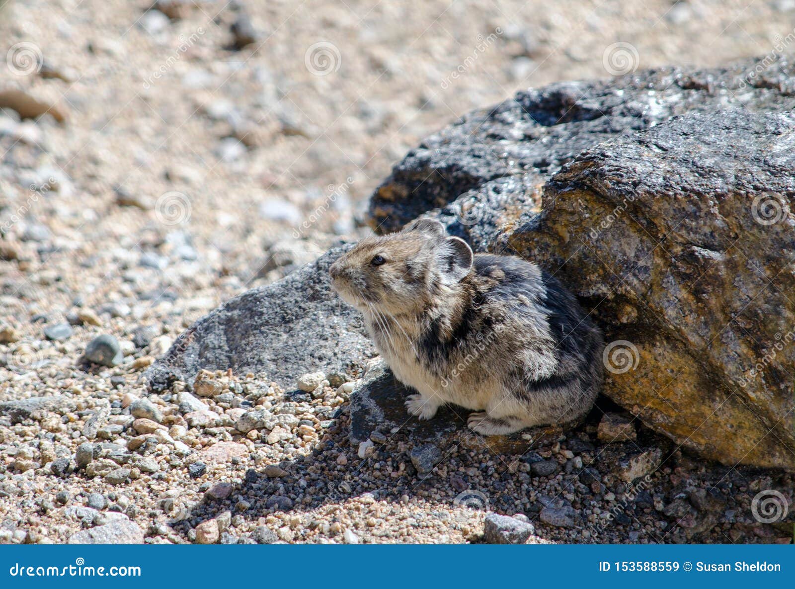 Tiny Pika hiding by a rock stock image. Image of black ...