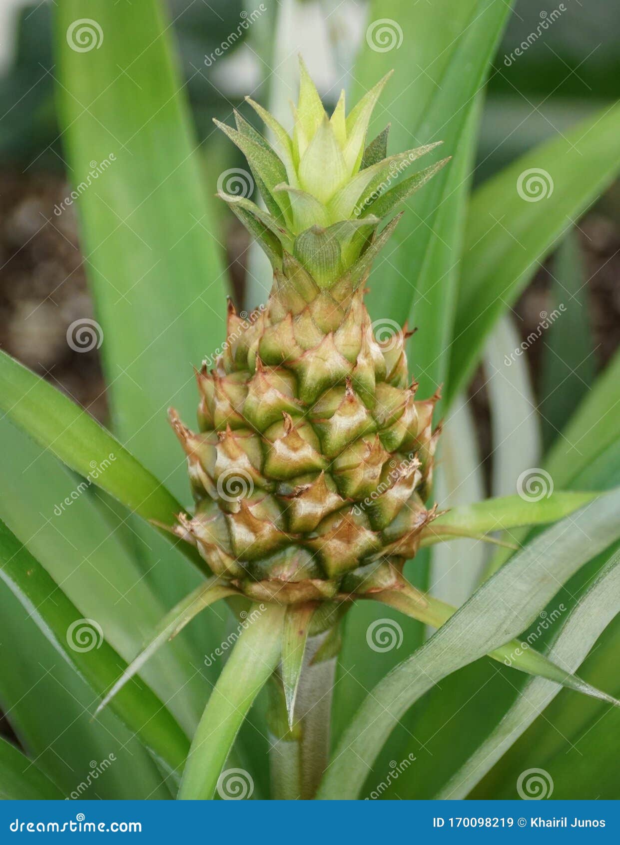 Tiny Pineapple Ananas Comosus from a Bromeliad Family Stock Image