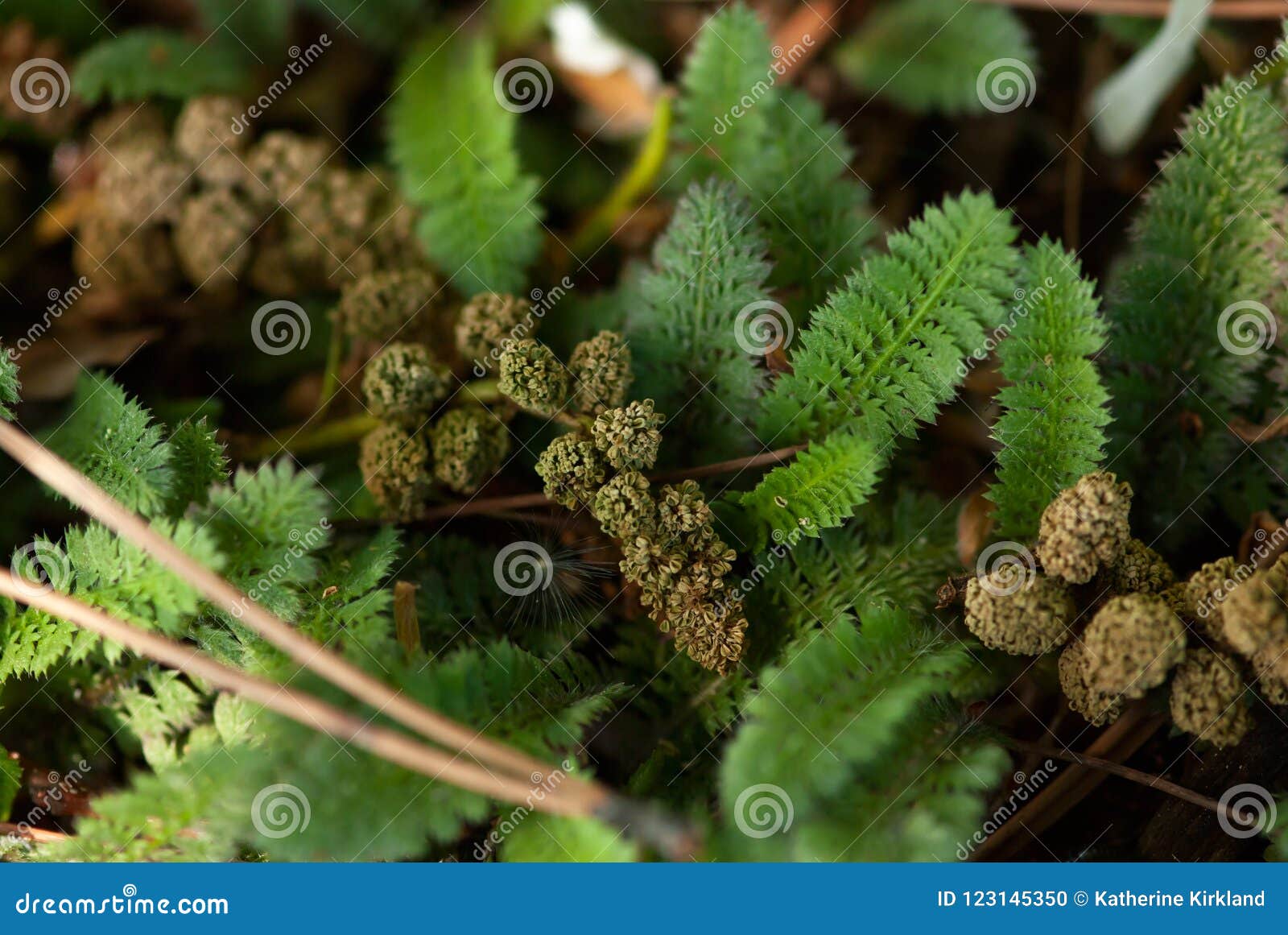 Tiny Plants Growing On The Forest Floor Stock Photo Image Of