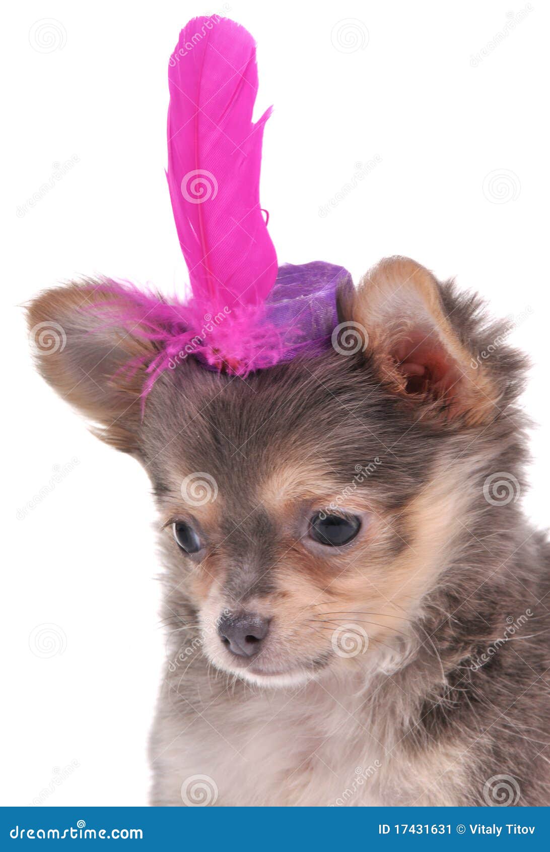 tiny dog hats
