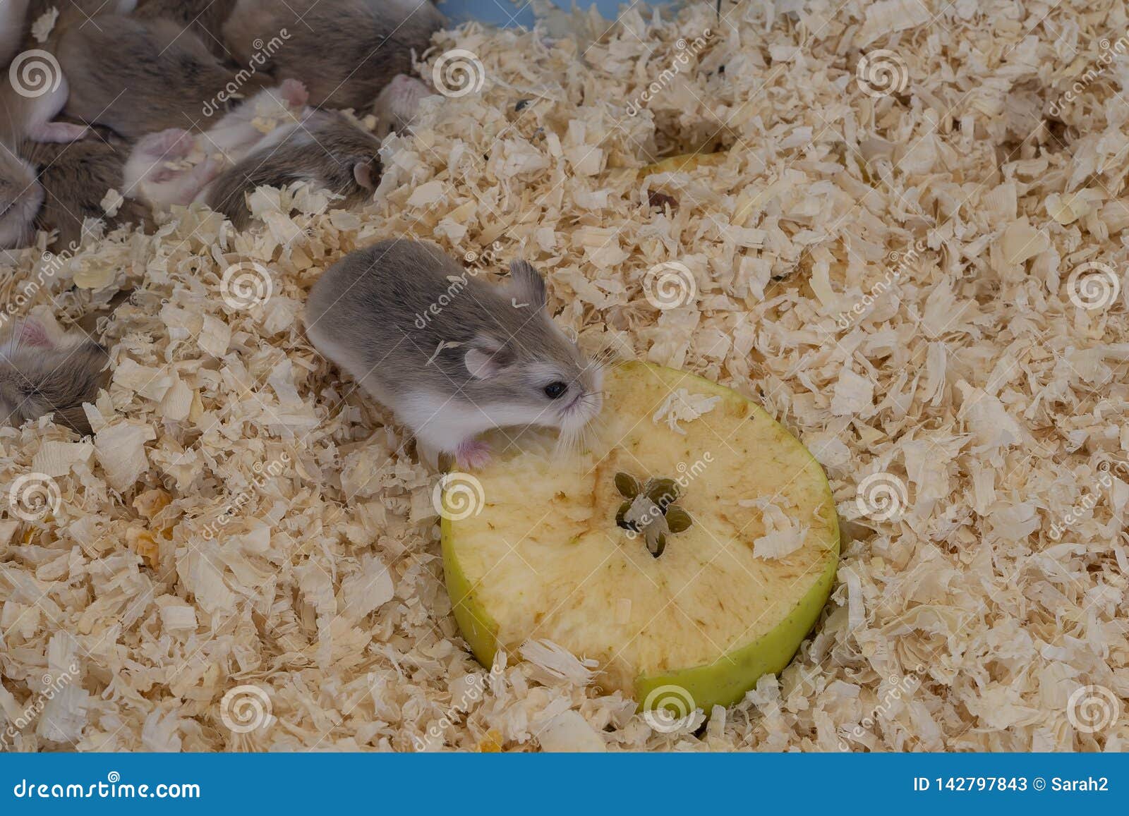 dwarf hamsters for sale at pets at home