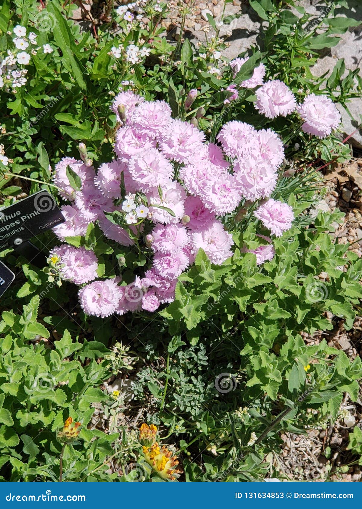 Tiny rose stock image. Image of rose, clustered, little 131634853