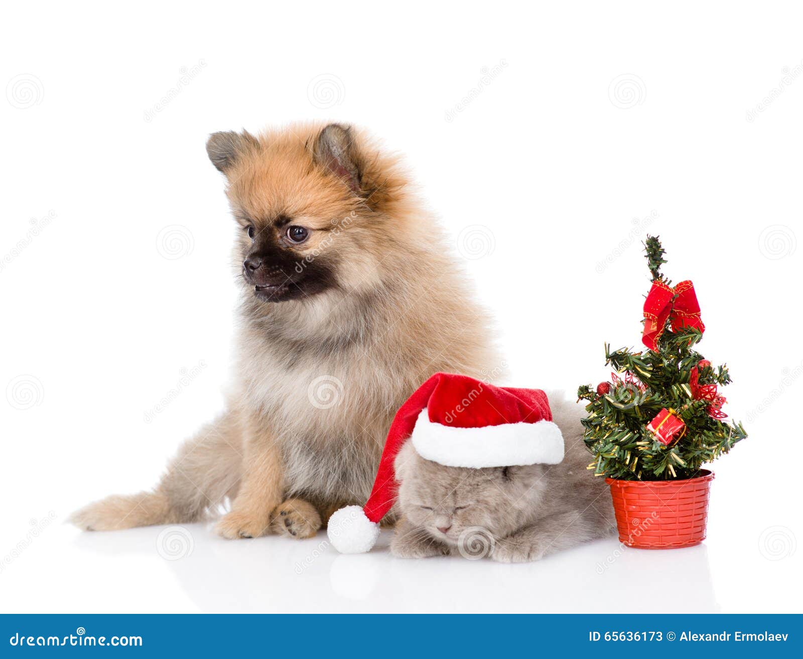 Download Free Xmas Time With Kitten And Rudolph Kitten