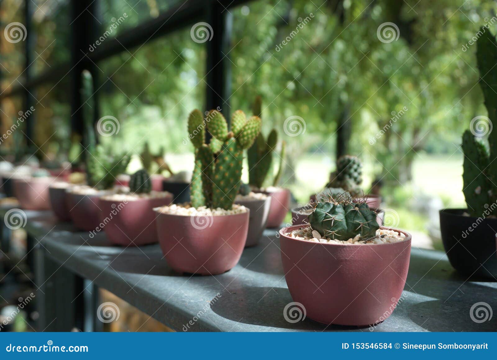 Tiny Succulent Plants in Clay Pot Decorate in the Restaurant Stock