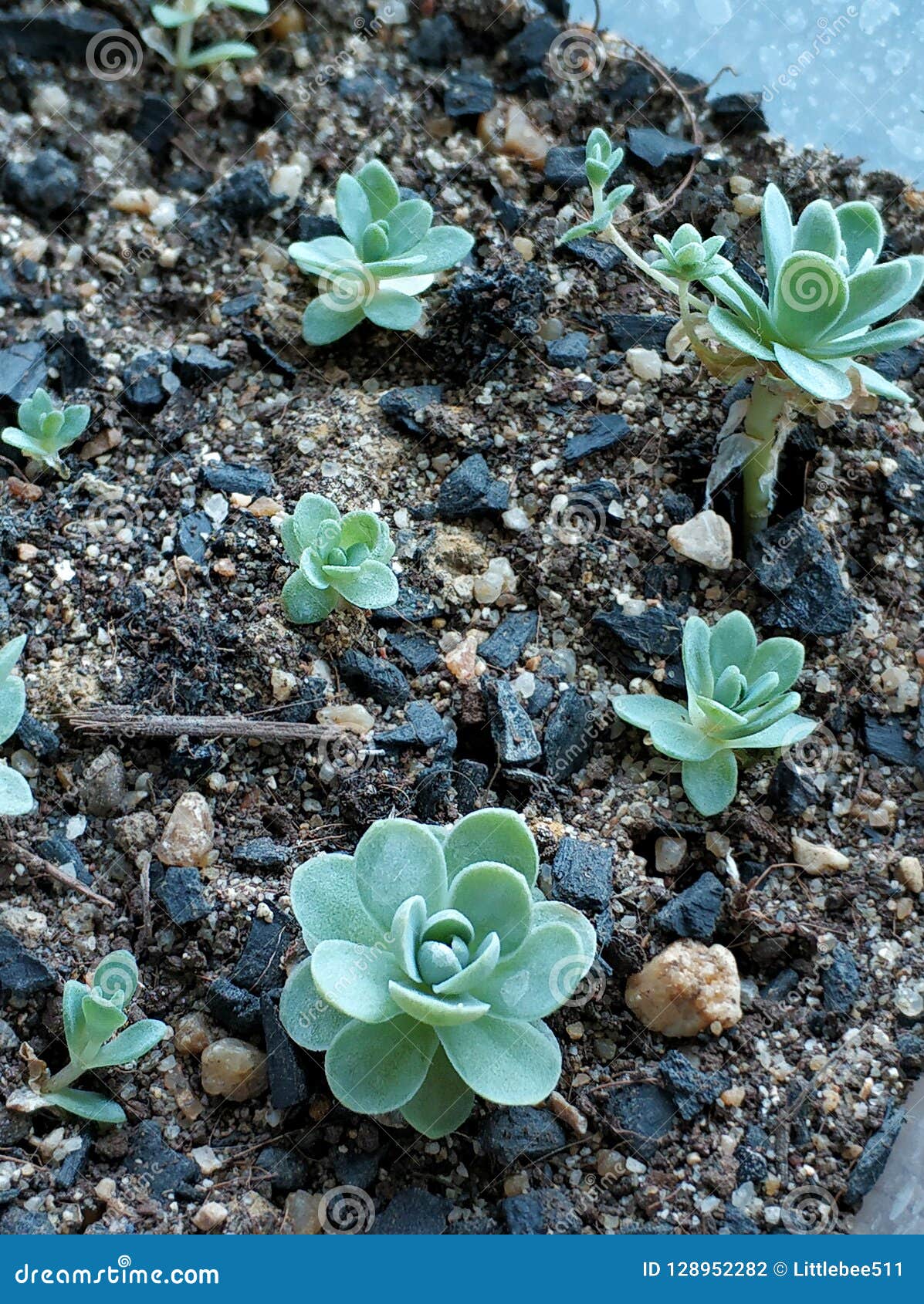 Tiny Succulent Trees Growing in the Soil Pot. Stock Photo Image of