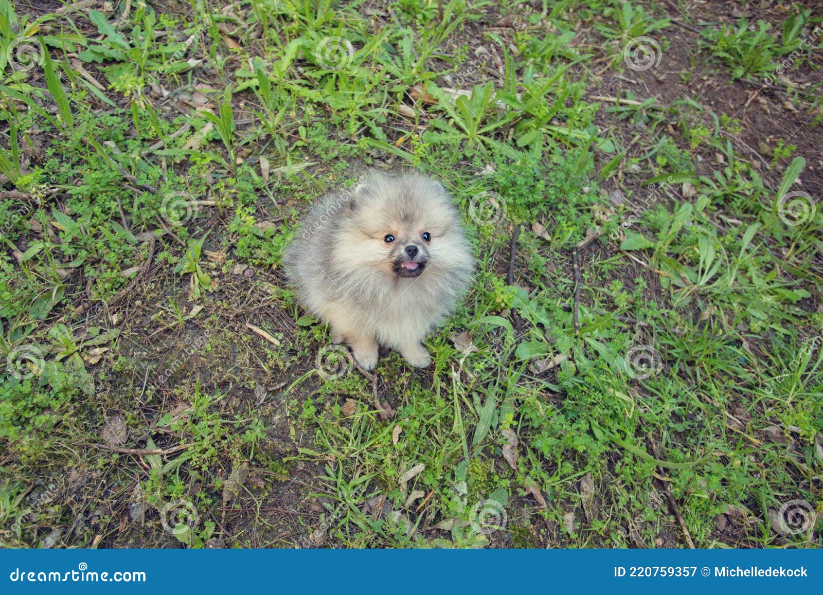 tiny toy pomeranian