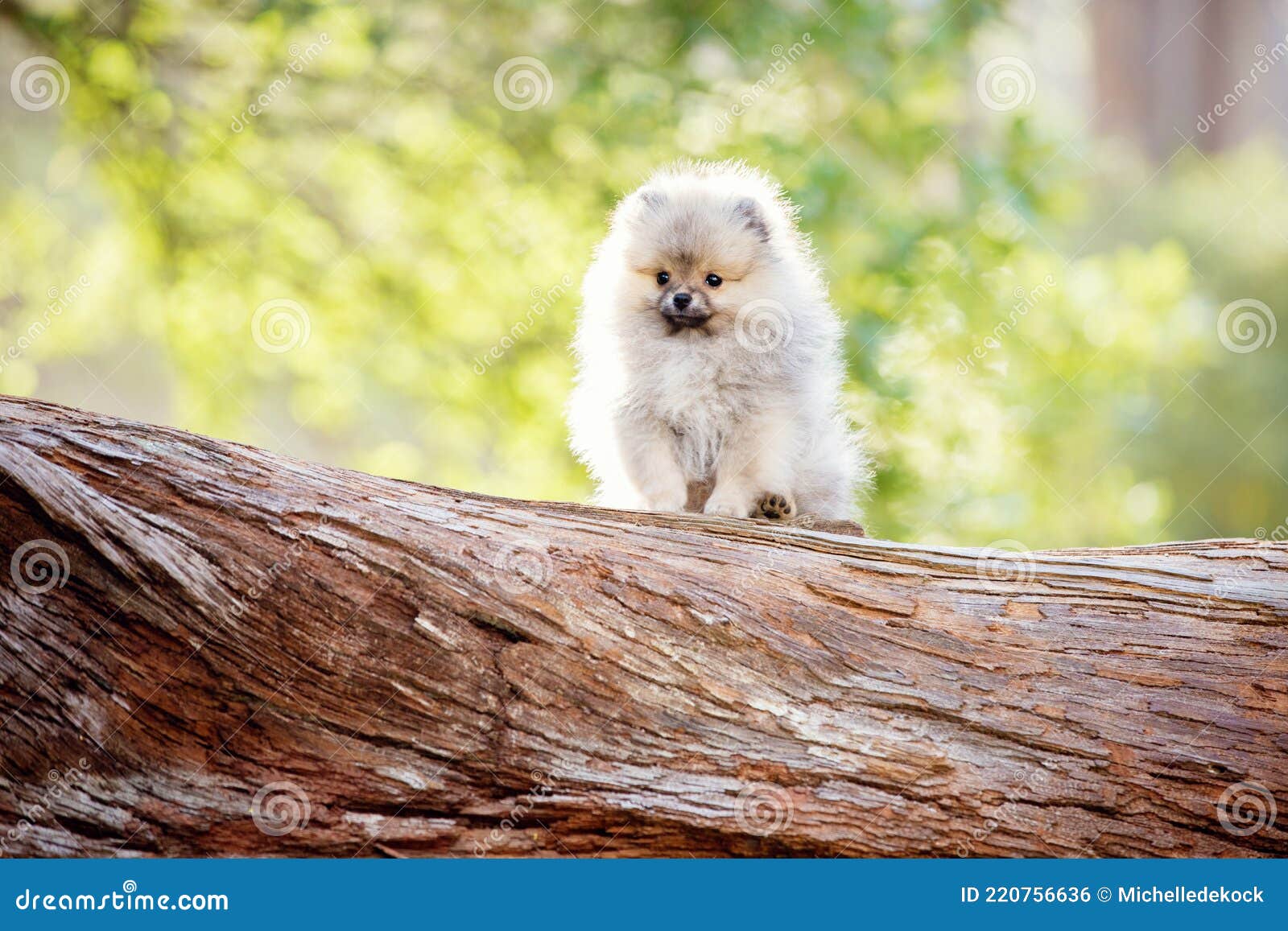 tiny toy pomeranian
