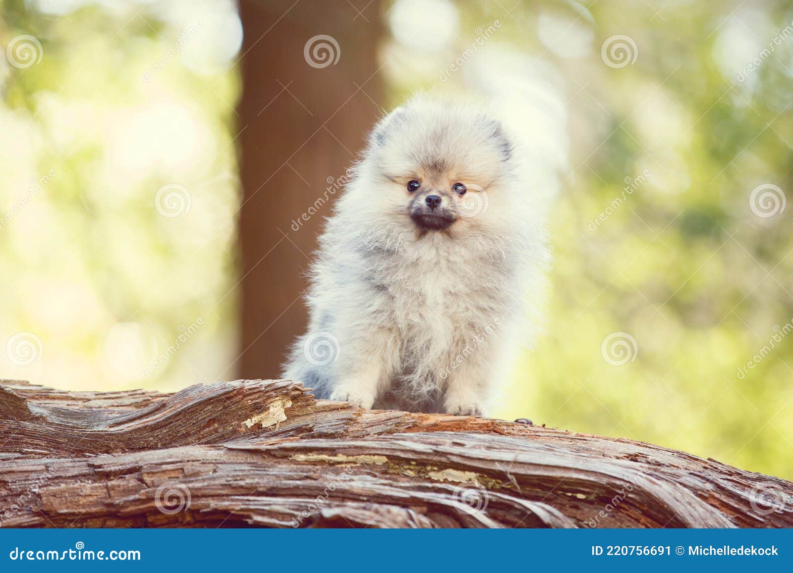 tiny toy pomeranian