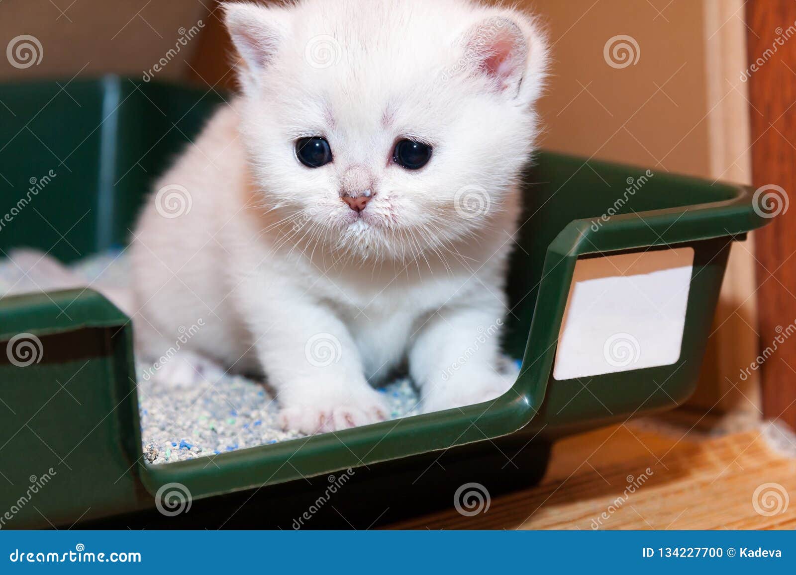 Tiny White British Kitten Sitting in a Tray with Cat Litter Stock Photo