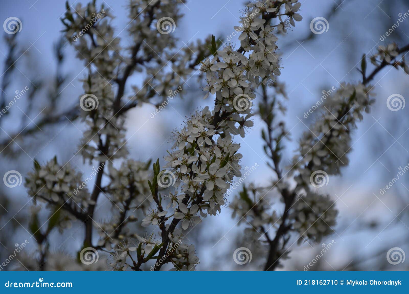 blackthorn family tree