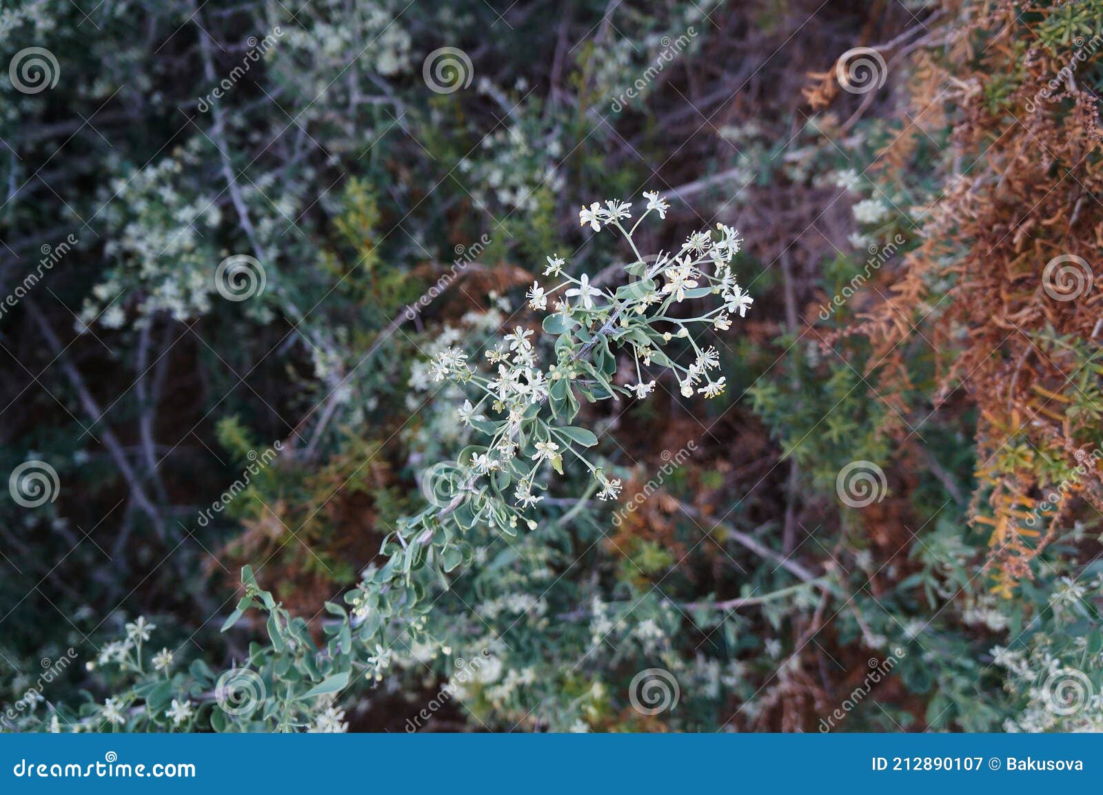 Tiny White Flowers on Nitraria Retusa Desert Tree Stock Image Image