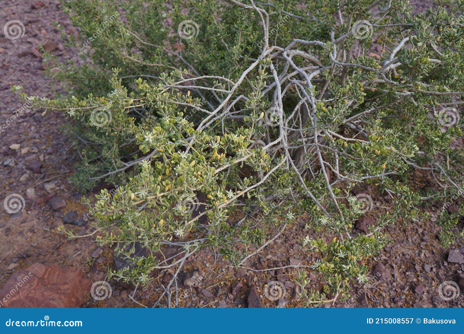 Tiny White Flowers on Nitraria Retusa Desert Tree Stock Image Image