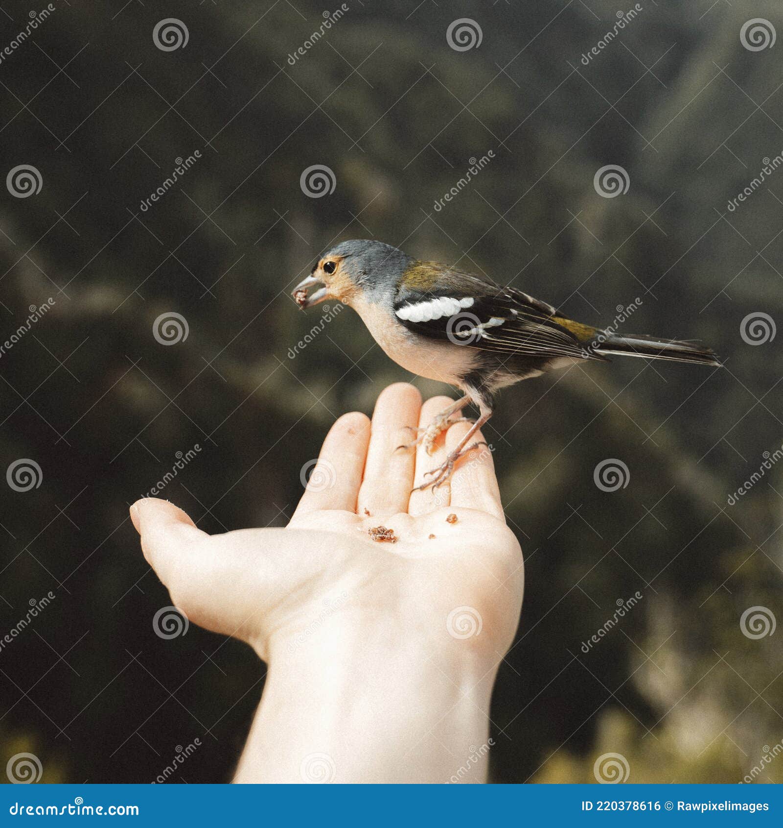 Tiny Wild Bird Eating Seeds Out of a Man`s Hand Stock Photo Image of