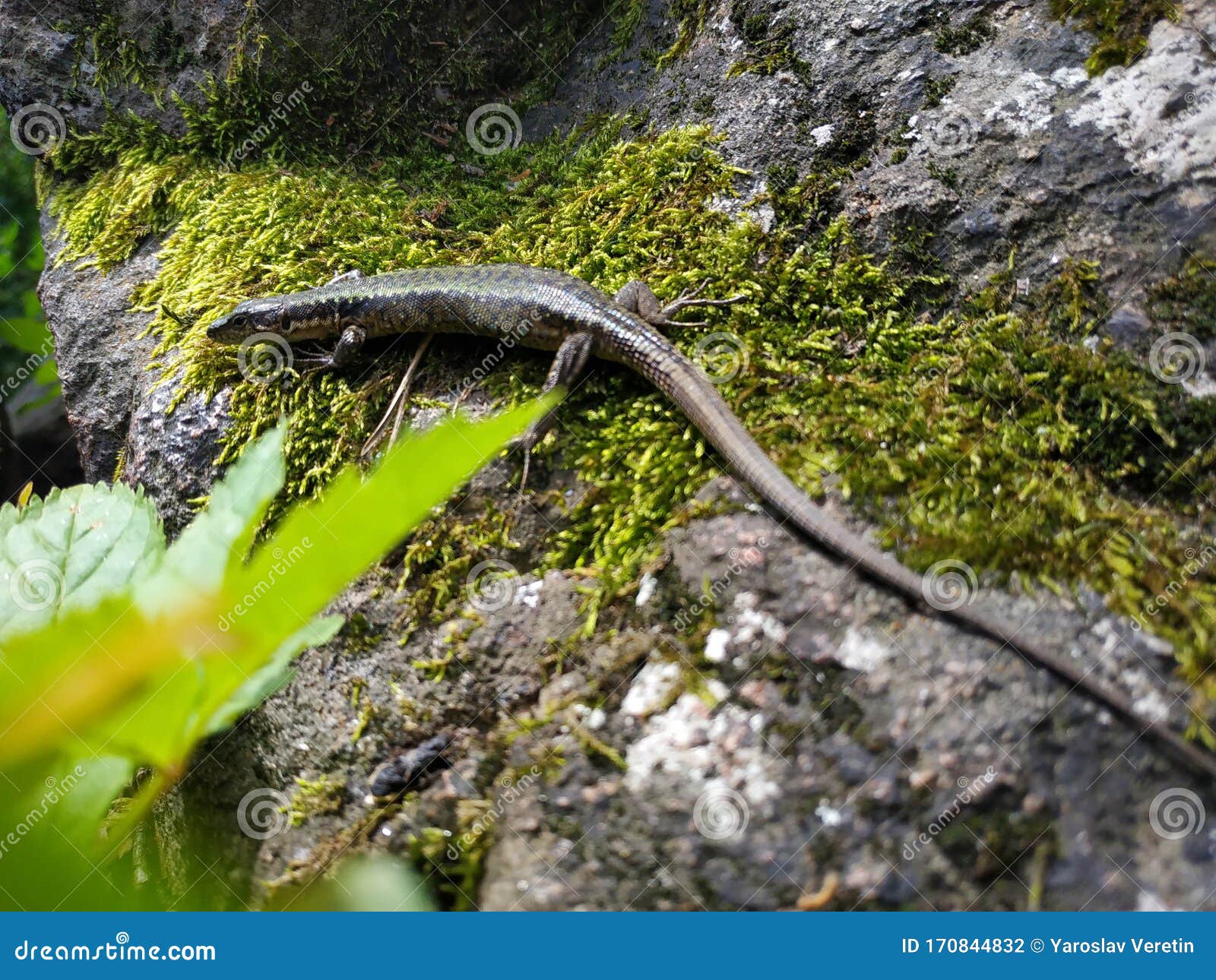 Tiny Wild Lizard Crawling Out from Hiding Under a Rock Stock Photo