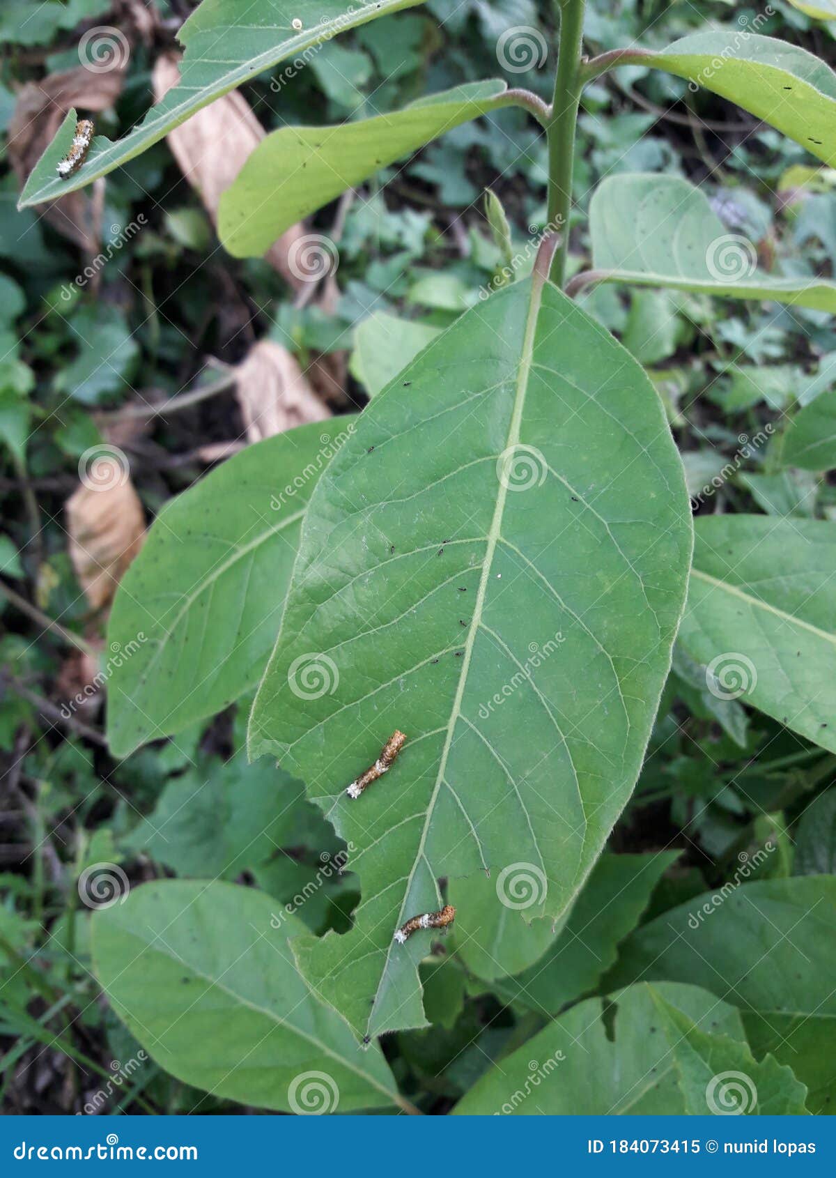 Ant And Tiny Worm On Pinkish Echinacea Petals Stock Photography