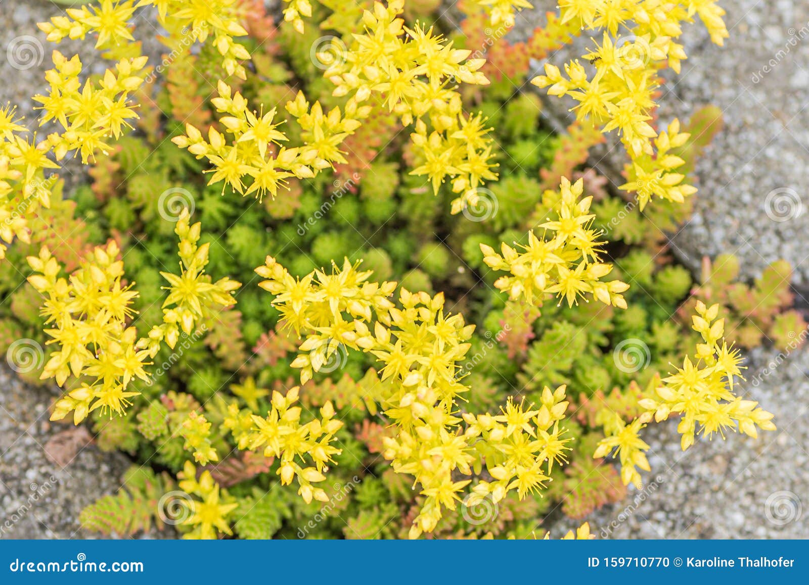 Yellow Blooming Stonecrop. Latin Name Sedum Acre Stock Photo - Image of ...