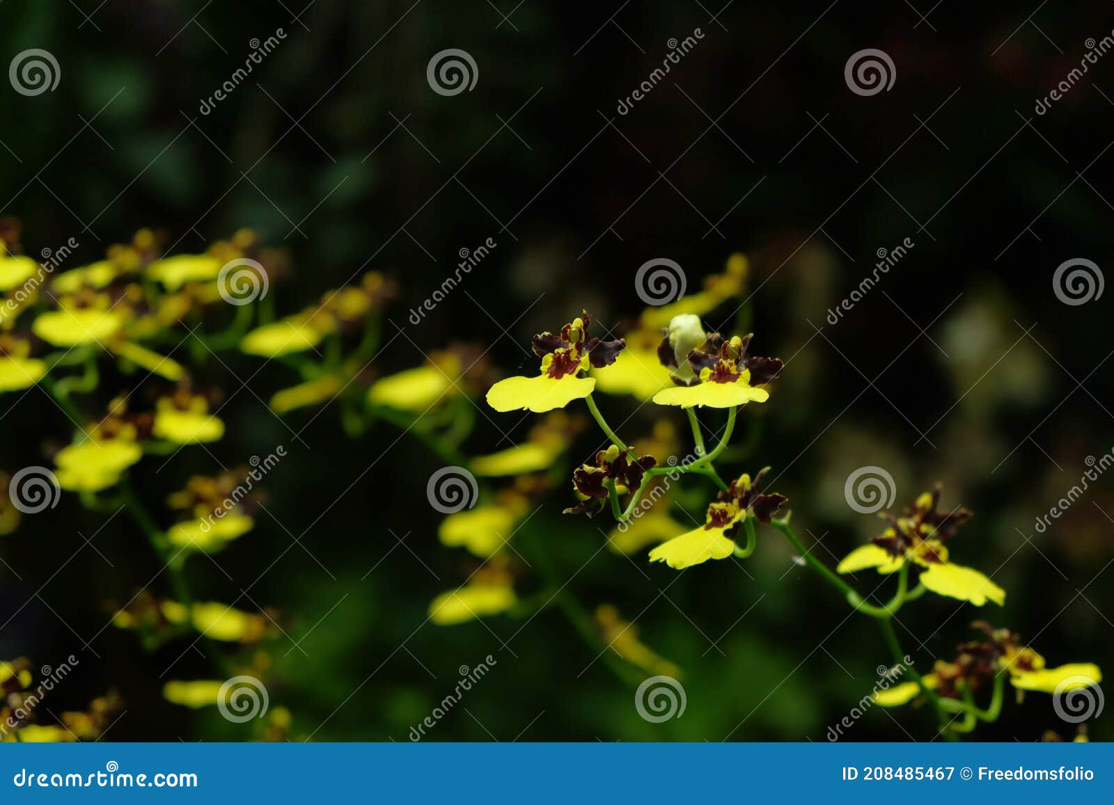 tiny yellow exotic orchid clusters
