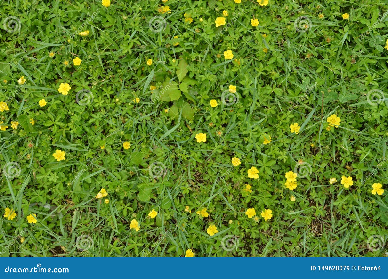 Incredible Compilation of Over 999 Yellow Flowers Images in Stunning ...