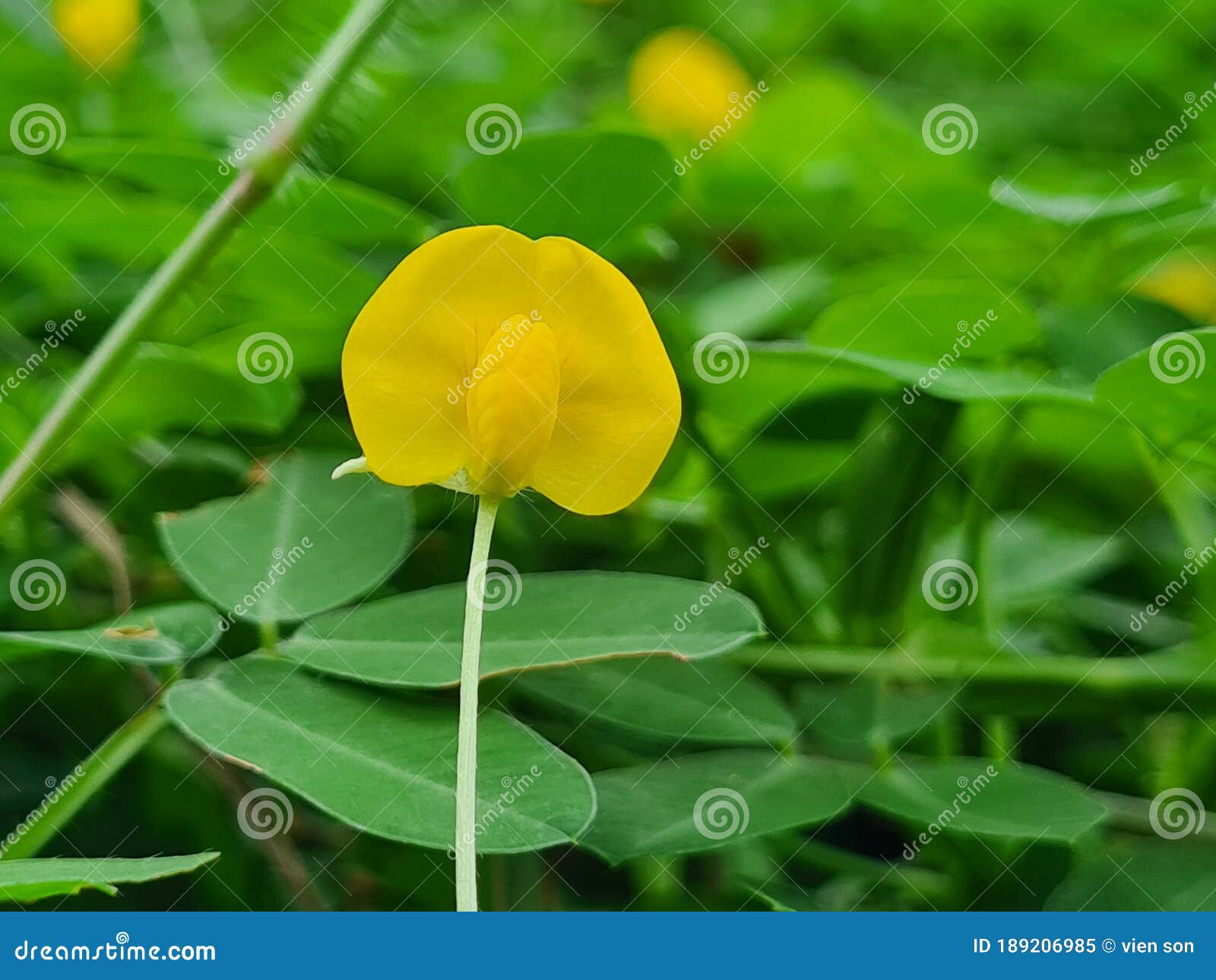 Tiny yellow grass flower stock image. Image of herb 189206985