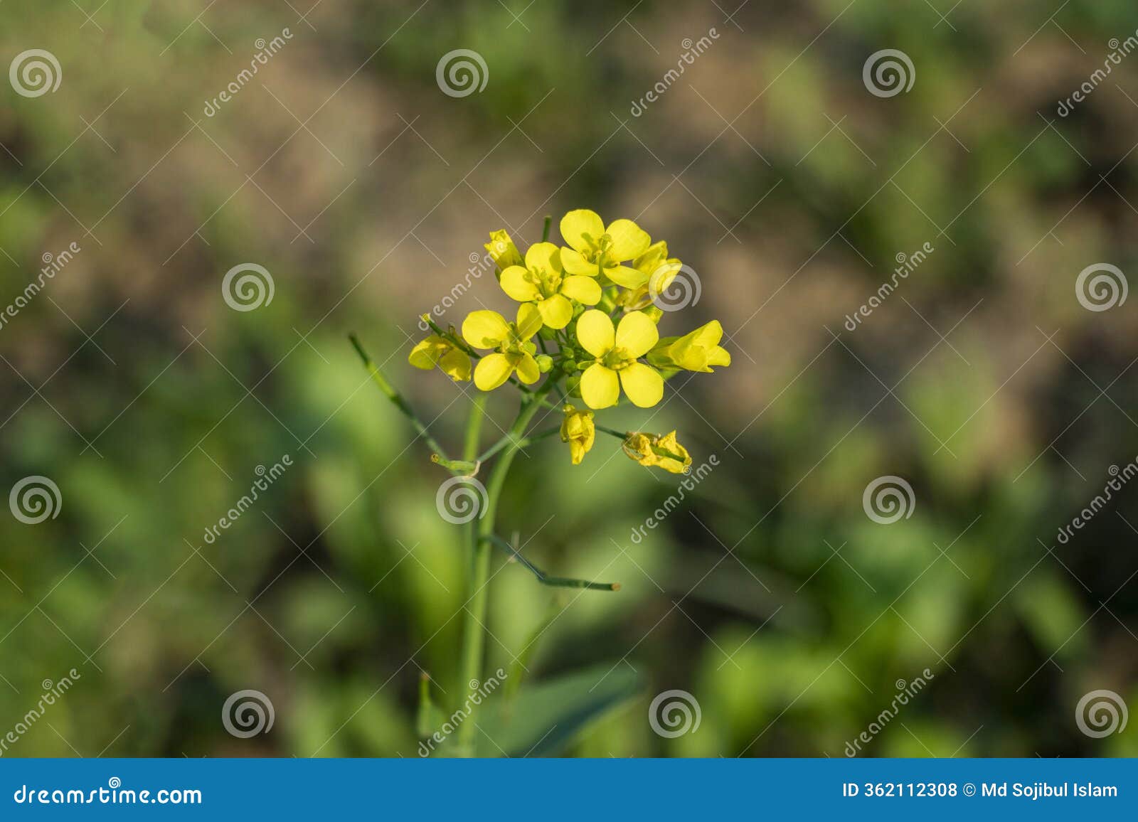 tiny yellow mustard flower that produced oil from the seeds