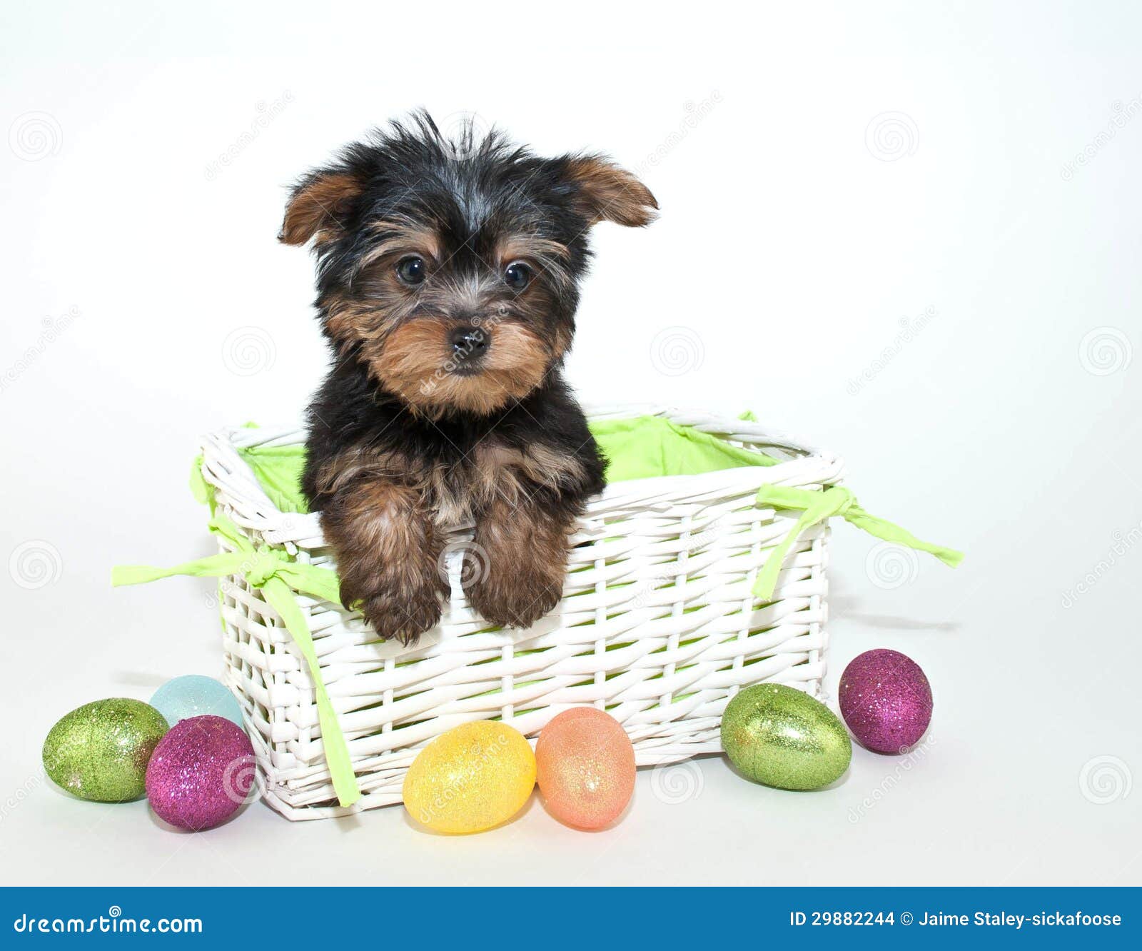 easter yorkie puppy