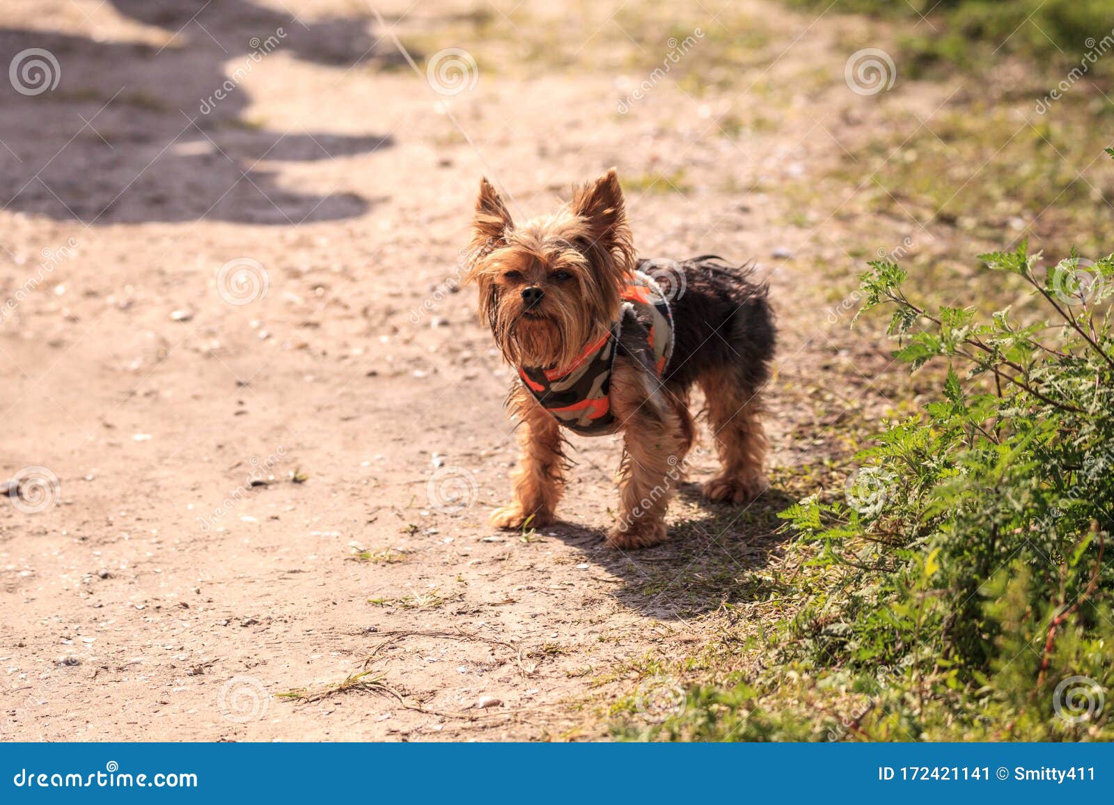 Tiny Yorkshire Terrier Dog on a Walk on a Hiking Path Stock Image