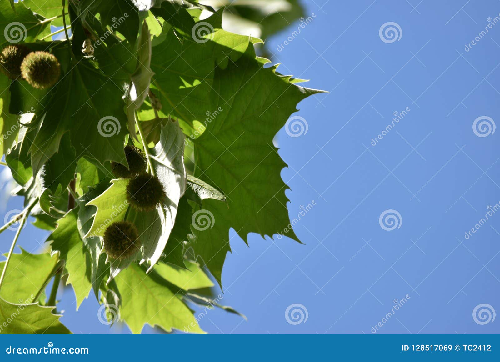 tree called platano de sombra