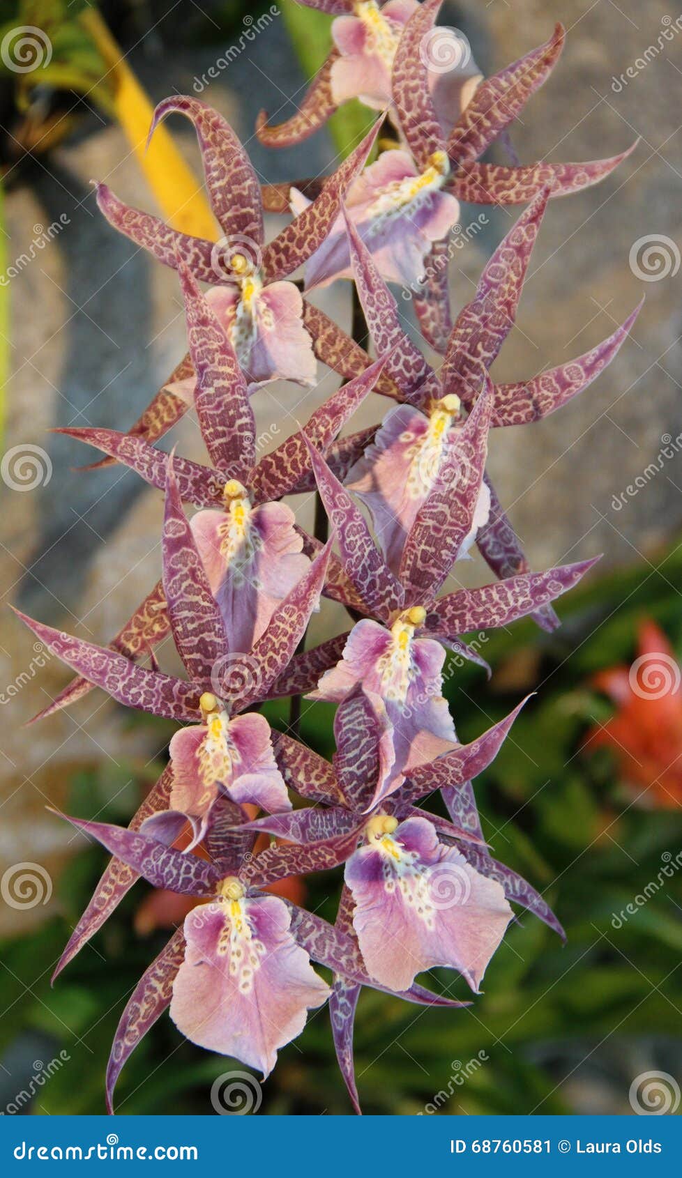 Tipo Orquídea Manchada Rosa De Oncidium Imagen de archivo - Imagen de  blanco, tropical: 68760581