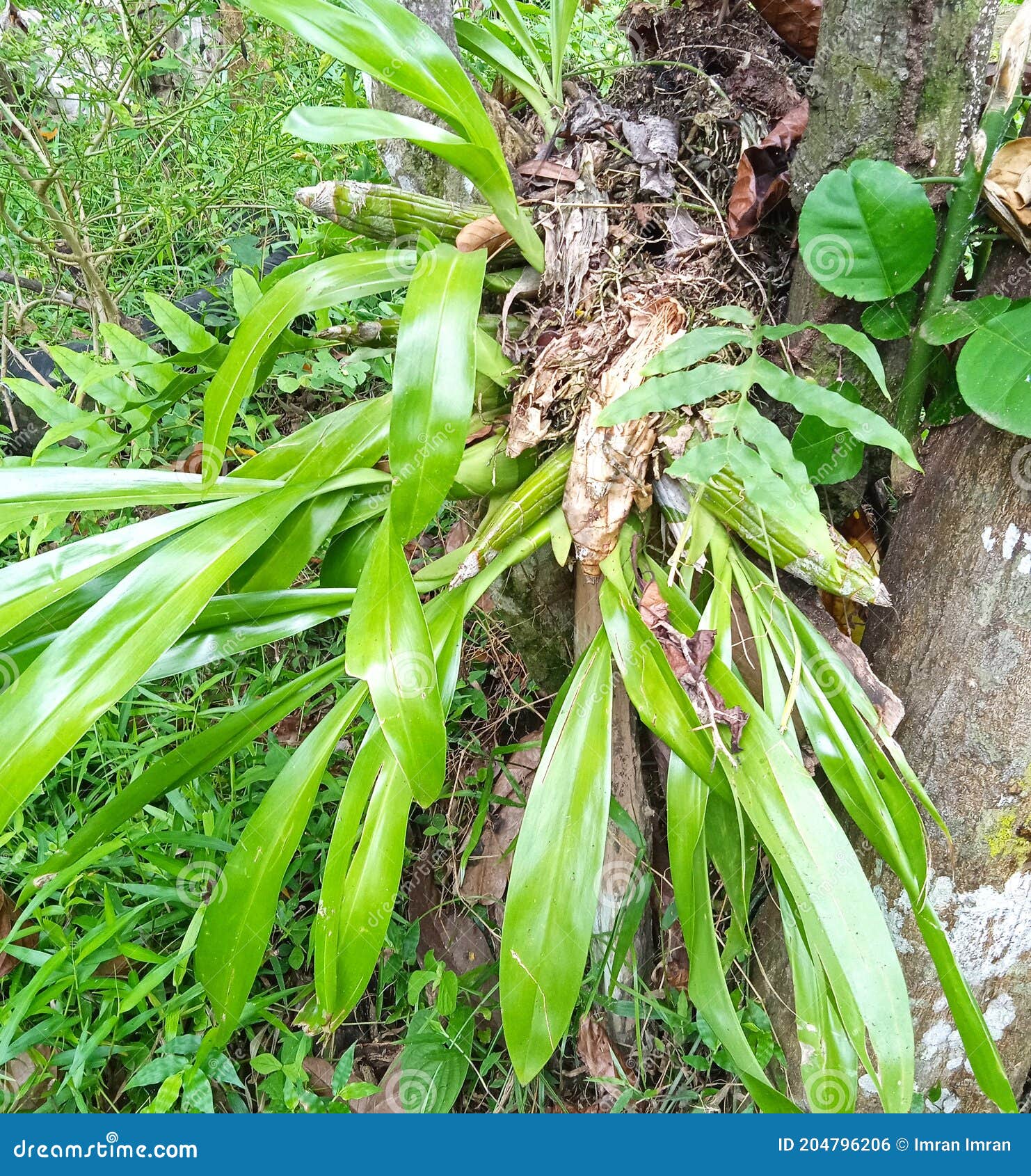 Tipos De Orquídeas Que Crecen En Las Barras De Chocolate Foto de archivo -  Imagen de hoja, planta: 204796206